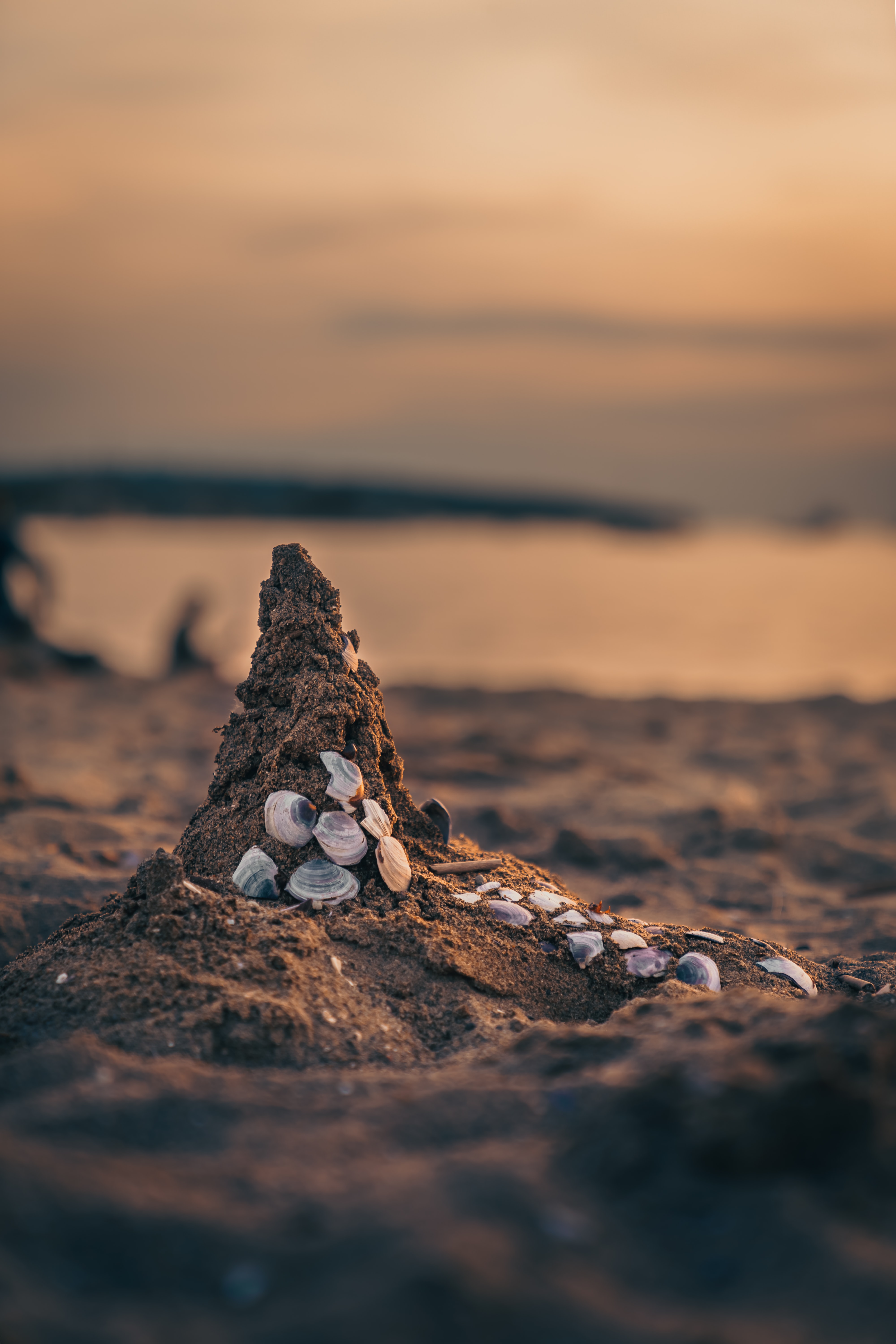 shells, nature, sea, beach, sand 4K