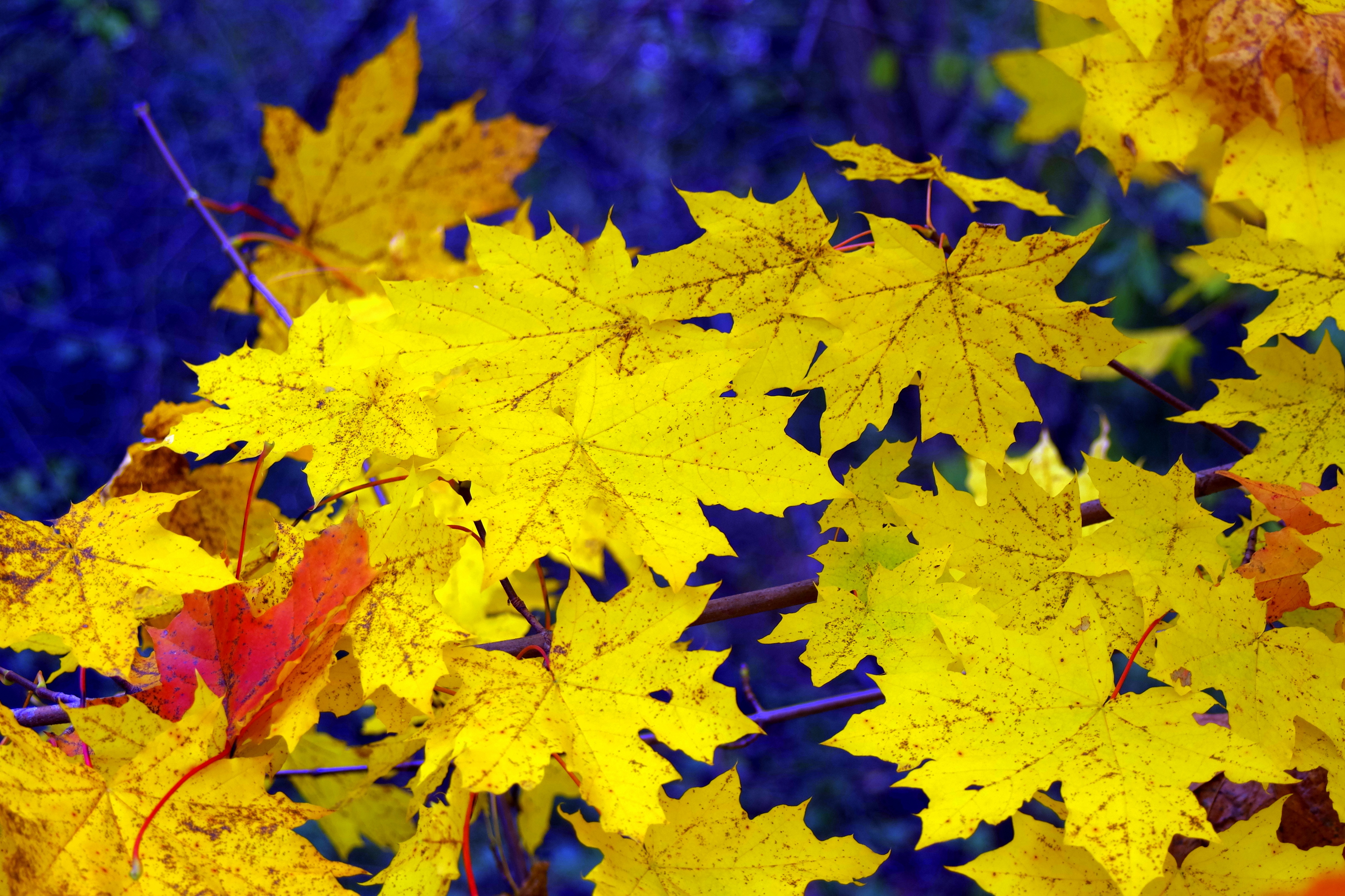 1080p pic fallen, yellow, autumn, leaves