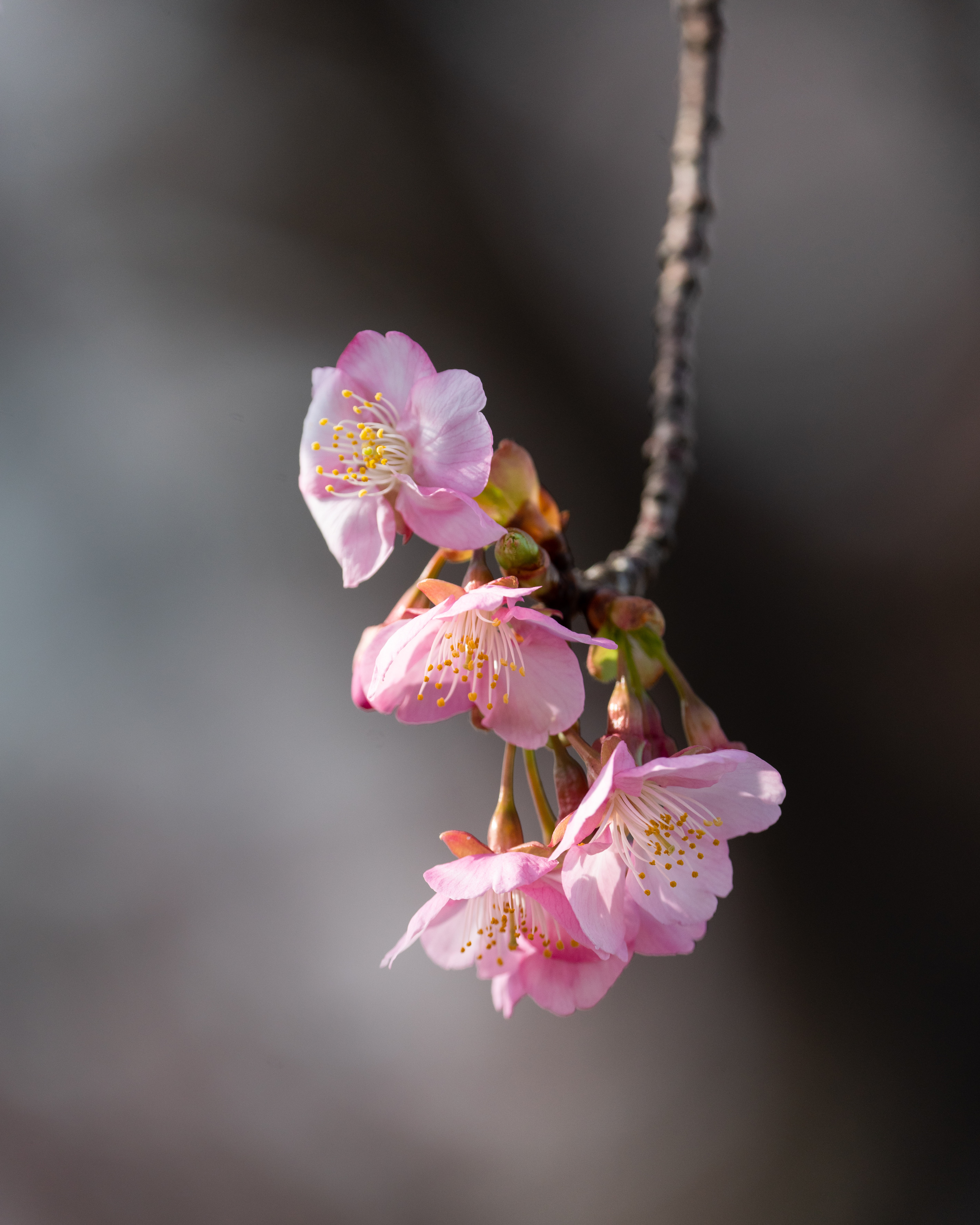 144258 Protetores de tela e papéis de parede Sakura em seu telefone. Baixe macro, flores, galho, rosa fotos gratuitamente