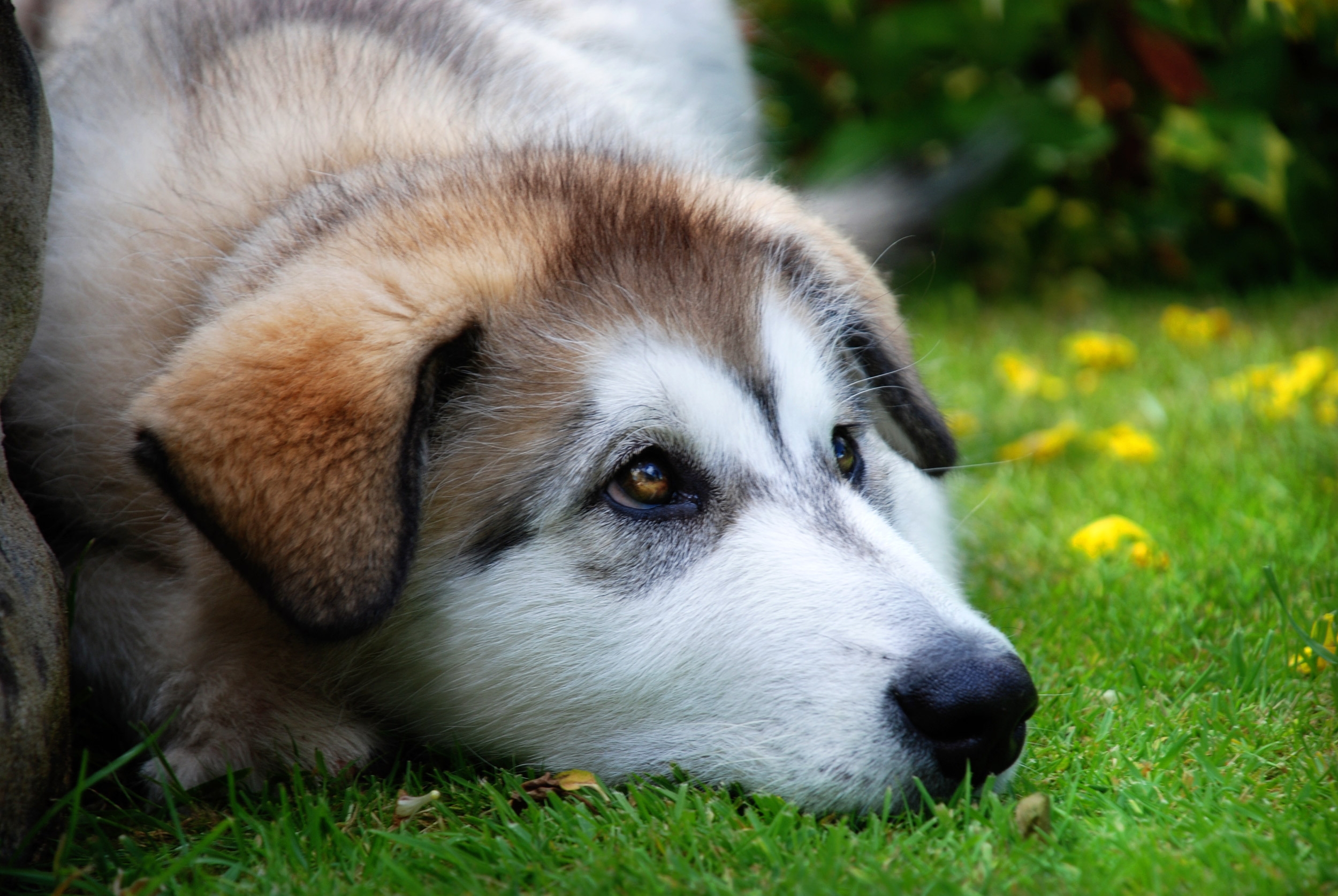Laden Sie das Tiere, Grass, Hund, Schnauze, Traurigkeit, Trauer, Erwartung, Warten-Bild kostenlos auf Ihren PC-Desktop herunter