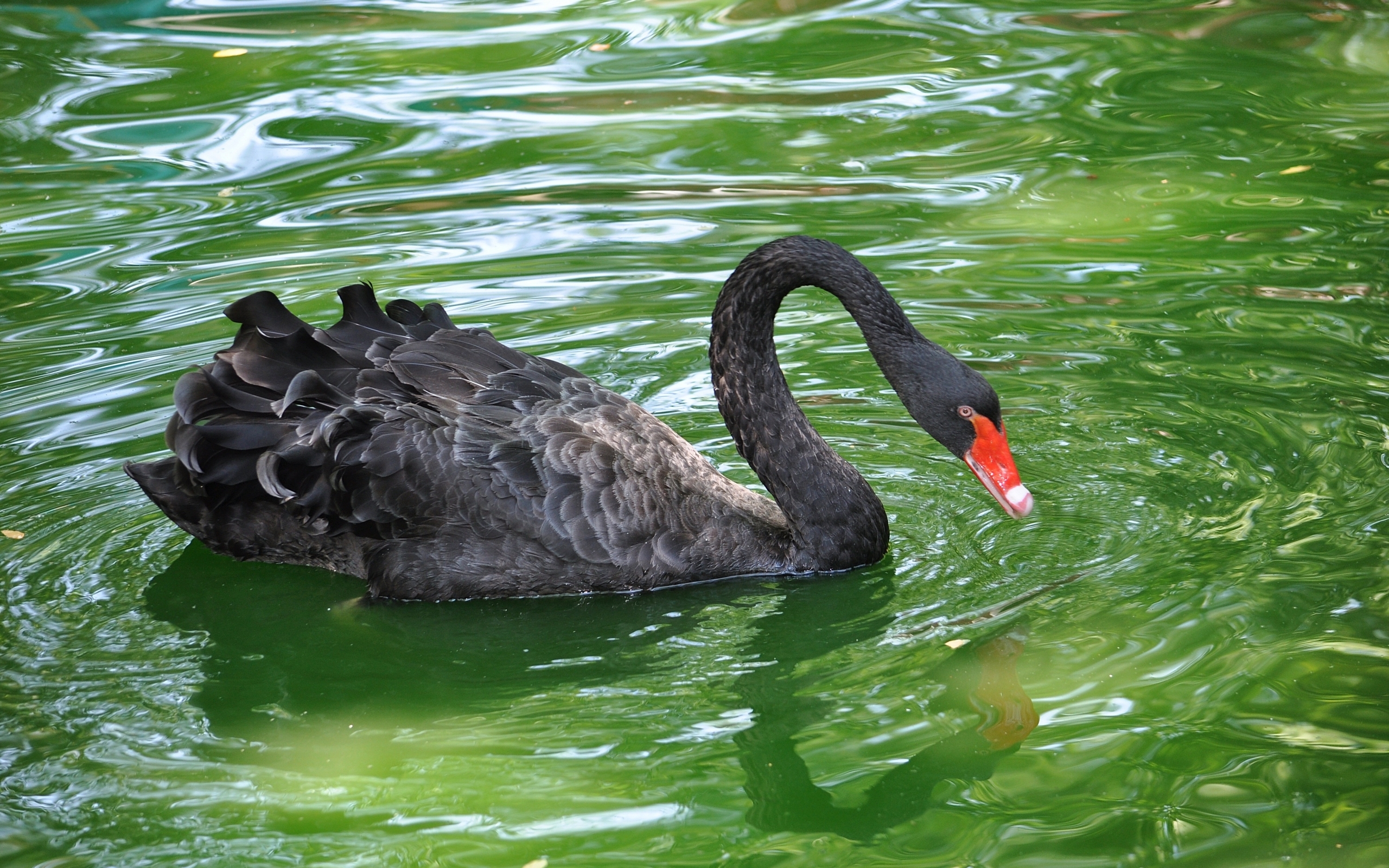 Laden Sie das Swans, Tiere, Vögel-Bild kostenlos auf Ihren PC-Desktop herunter