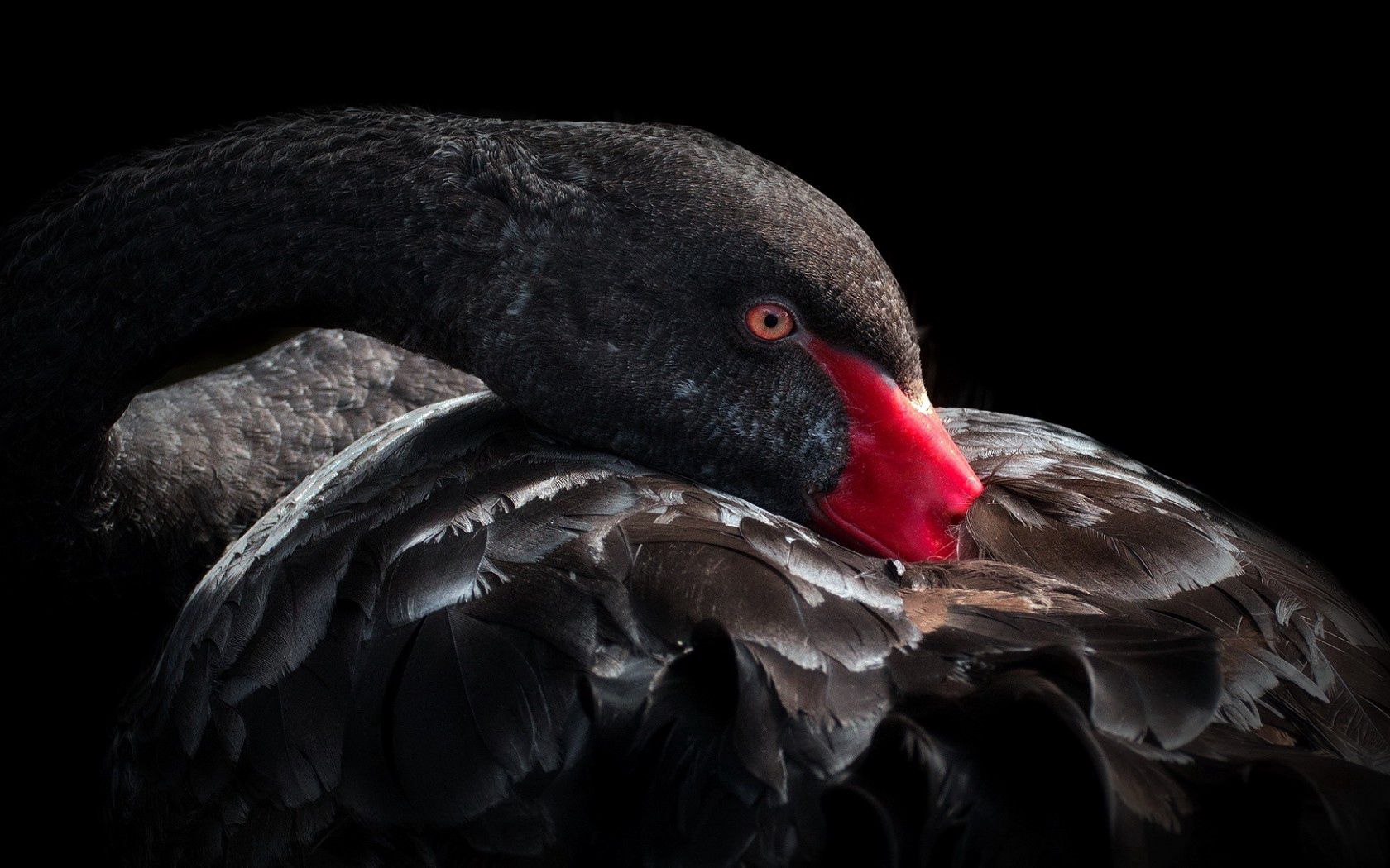 113378 Hintergrundbilder und Black Swan Bilder auf dem Desktop. Laden Sie schnabel, vogel, schwarzer schwan, tiere Bildschirmschoner kostenlos auf den PC herunter