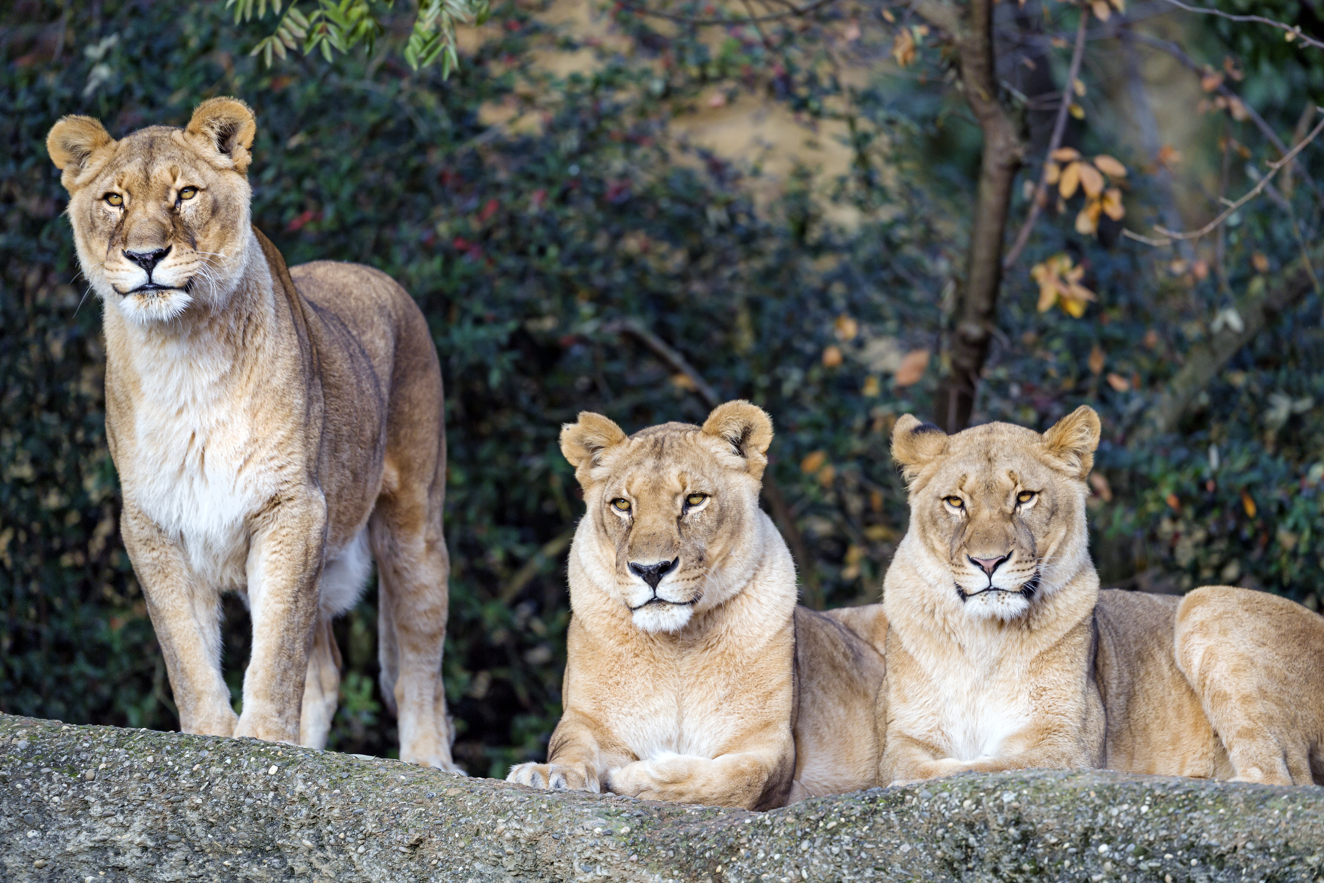 animals, predator, big cat, sight, opinion, lioness, beast