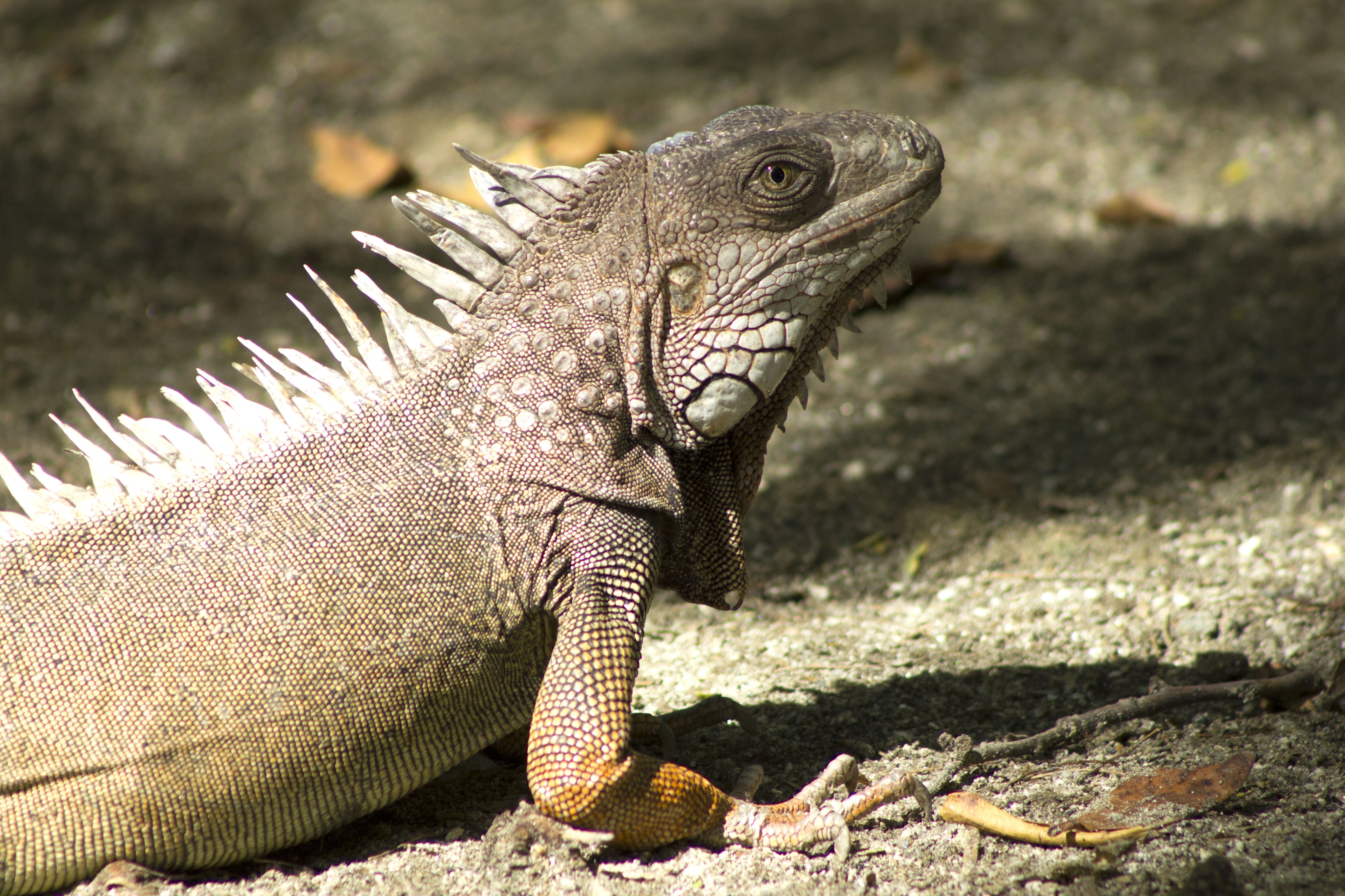 85295 Bildschirmschoner und Hintergrundbilder Leguan auf Ihrem Telefon. Laden Sie tiere, schatten, iguana, reptile Bilder kostenlos herunter