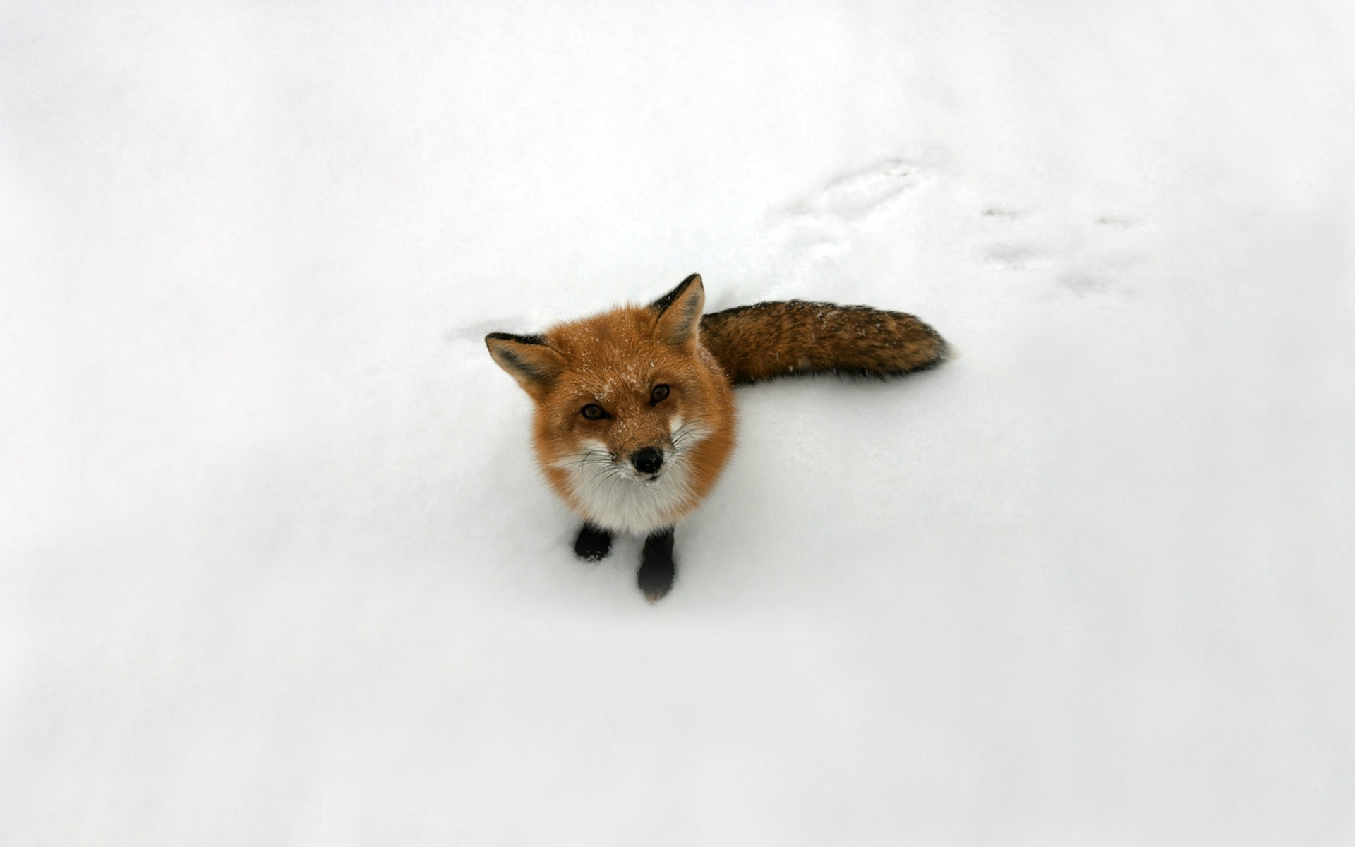 43499 Hintergrundbild herunterladen tiere, winter, schnee, fox, grau - Bildschirmschoner und Bilder kostenlos