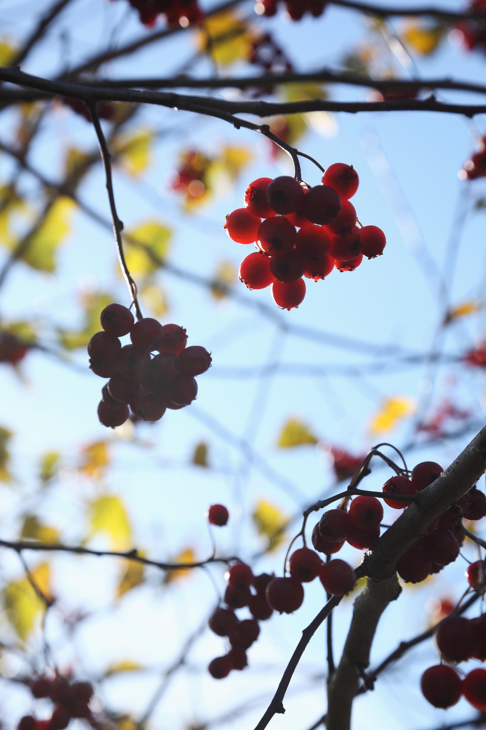 berries, macro, branches, bunches, clusters, rowan