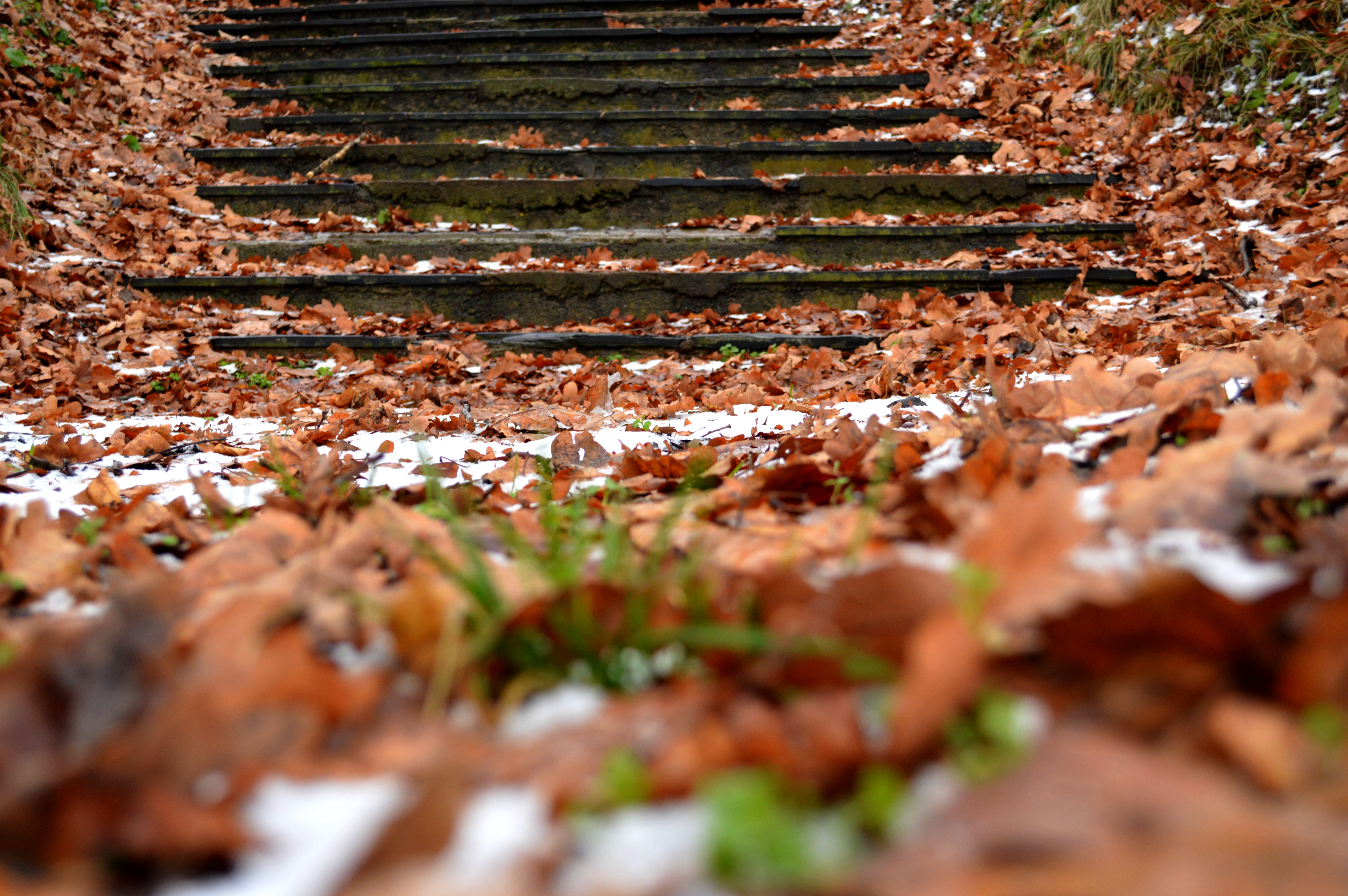 autumn, snow, steps, nature Vertical Wallpapers
