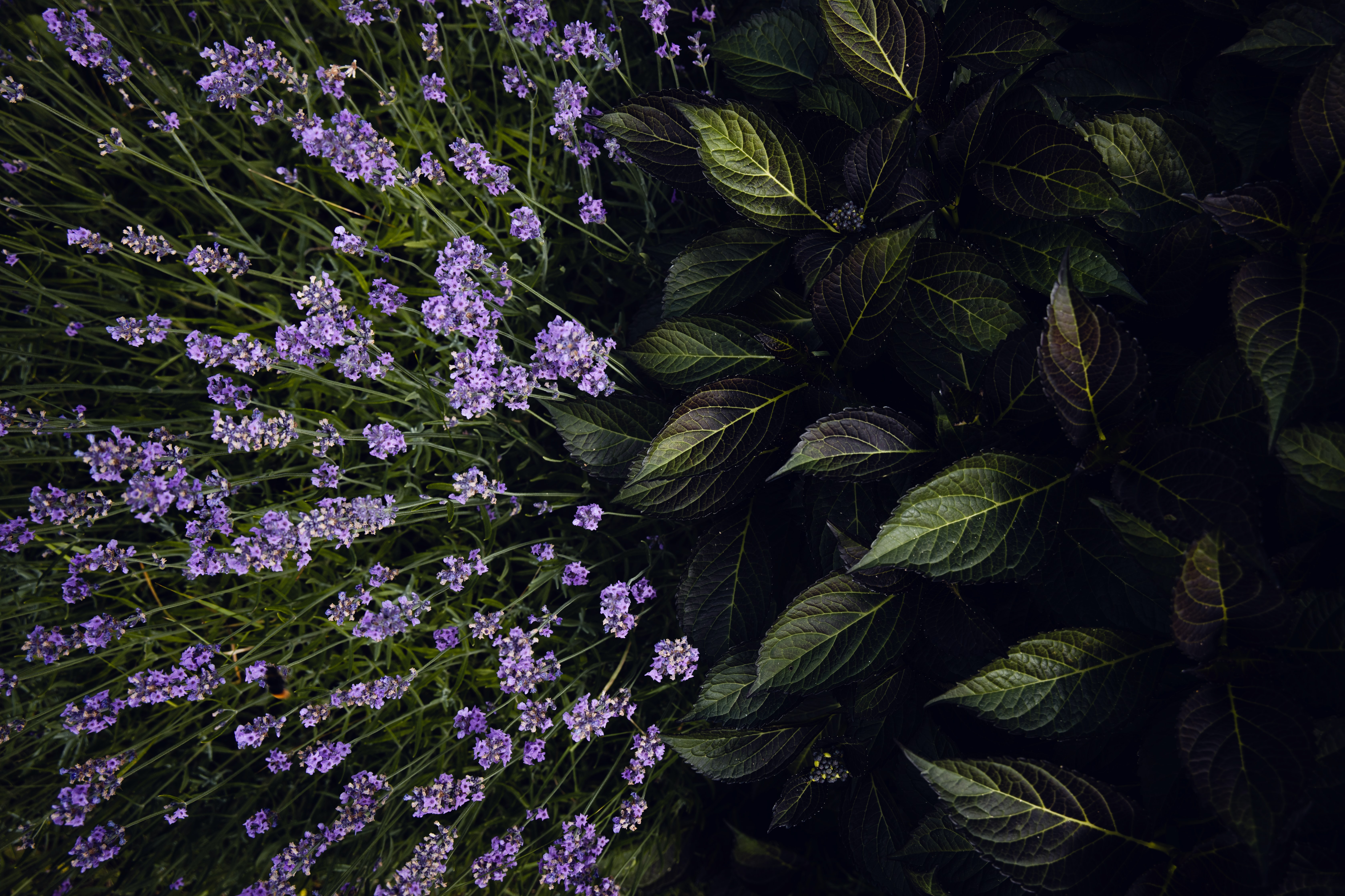 lavender, flowers, leaves, bloom, flowering
