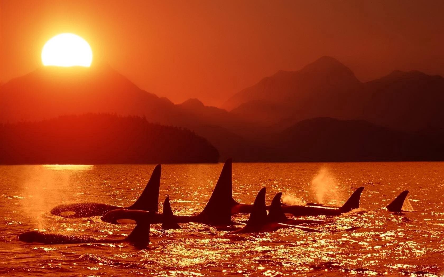 orcas in the wild wallpaper