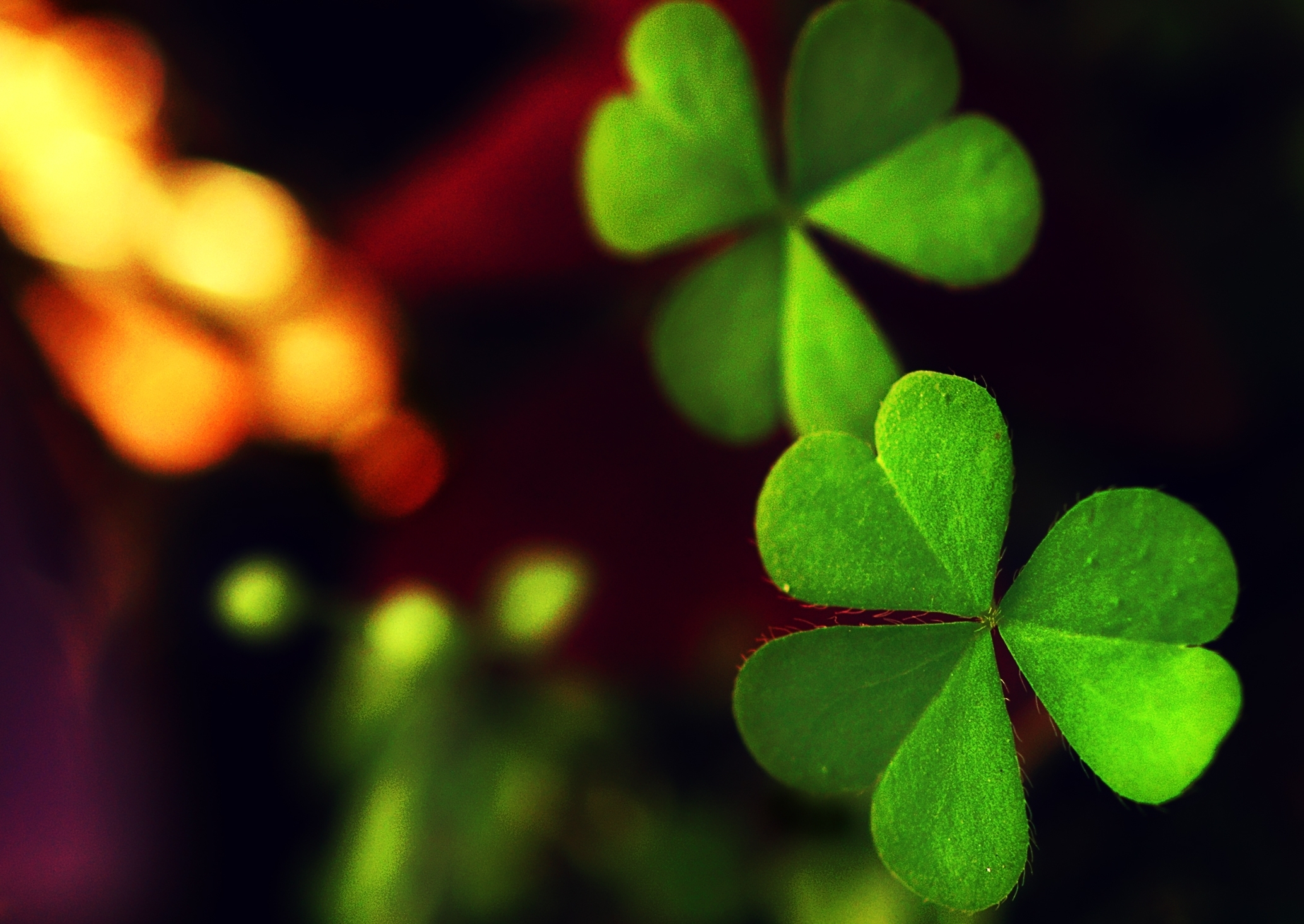 16304 download wallpaper plants, shamrock screensavers and pictures for free