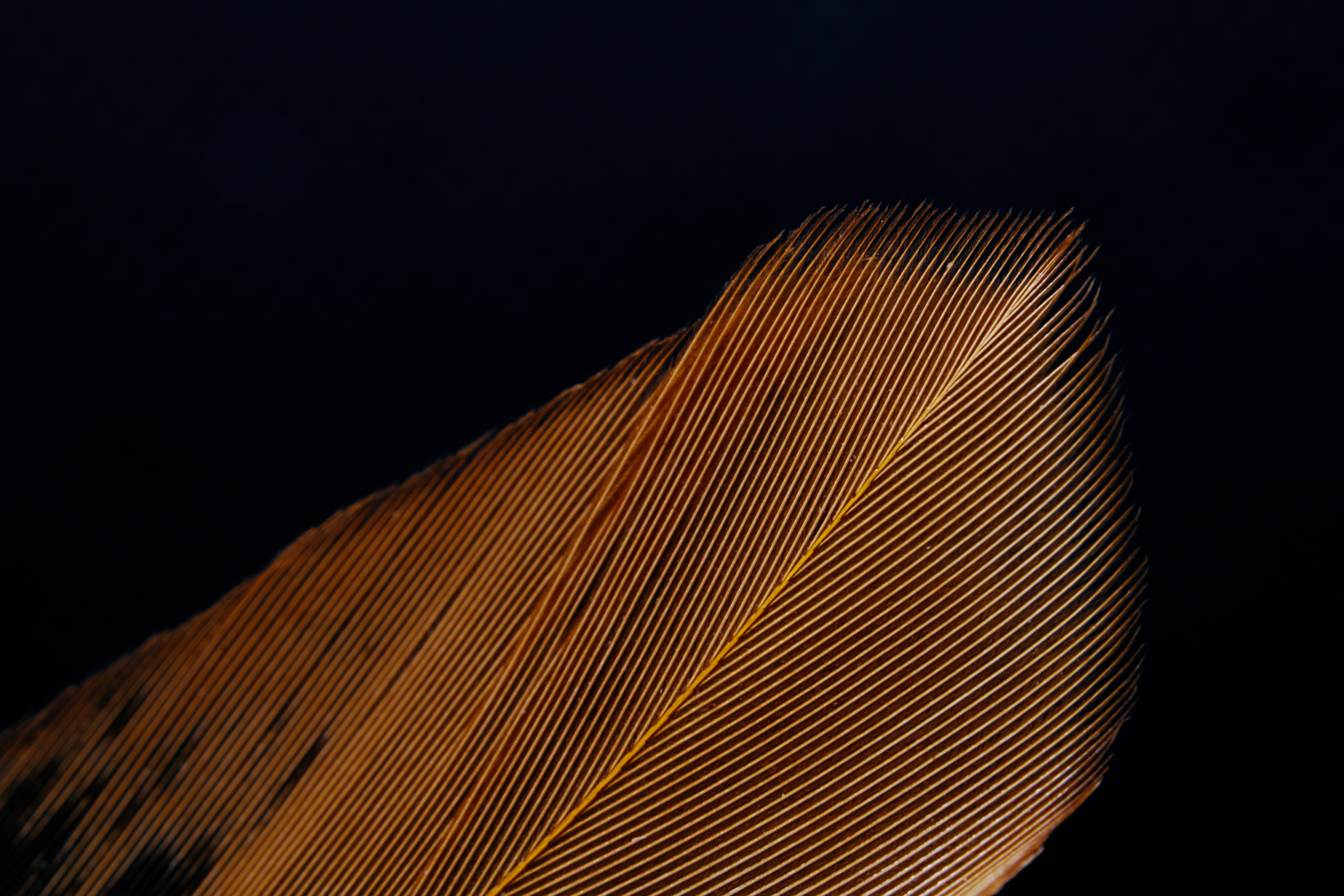 Mobile HD Wallpaper Texture feather, stripes, macro, streaks