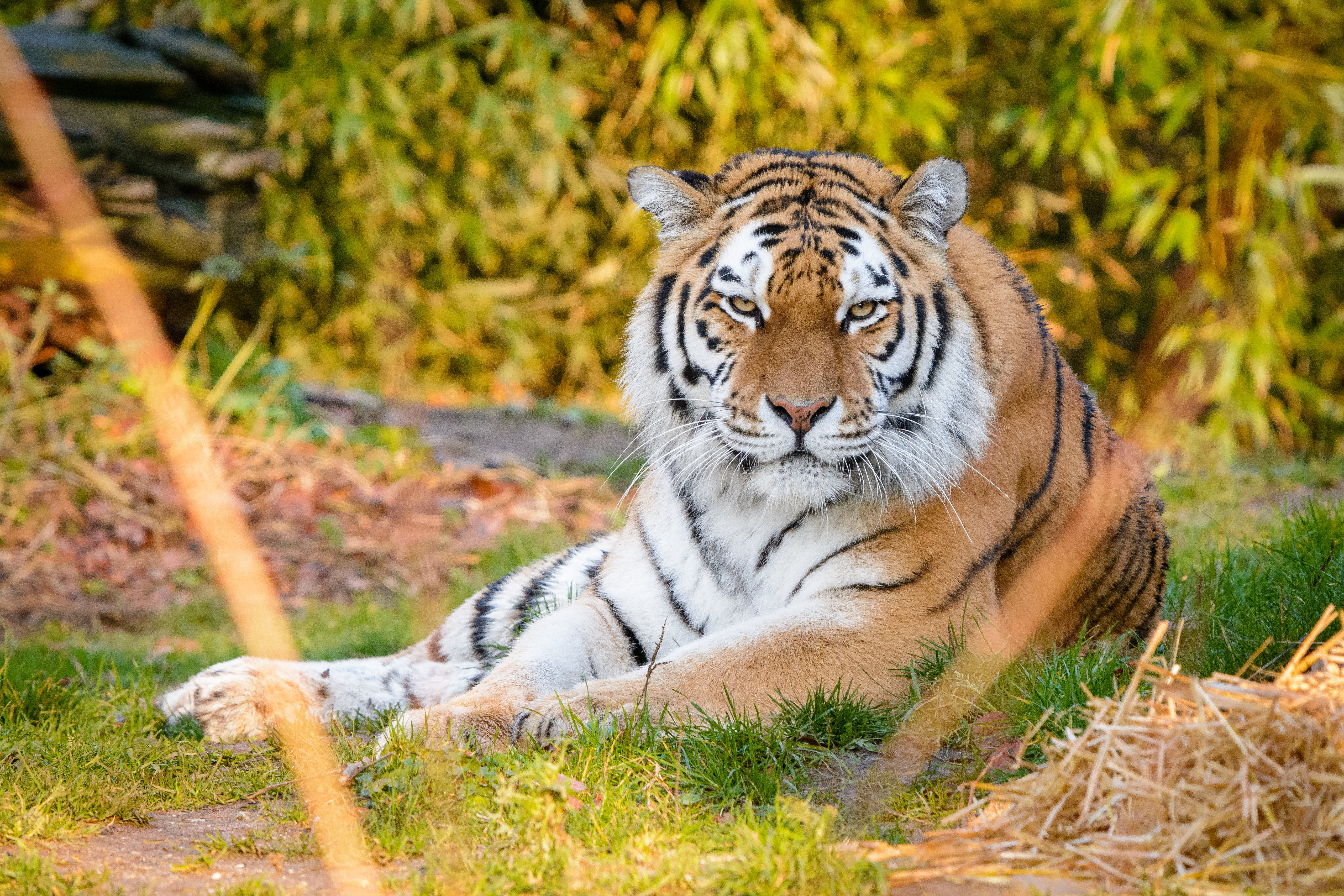 82984 Bild herunterladen tiger, tiere, raubtier, predator, streifen, tier - Hintergrundbilder und Bildschirmschoner kostenlos