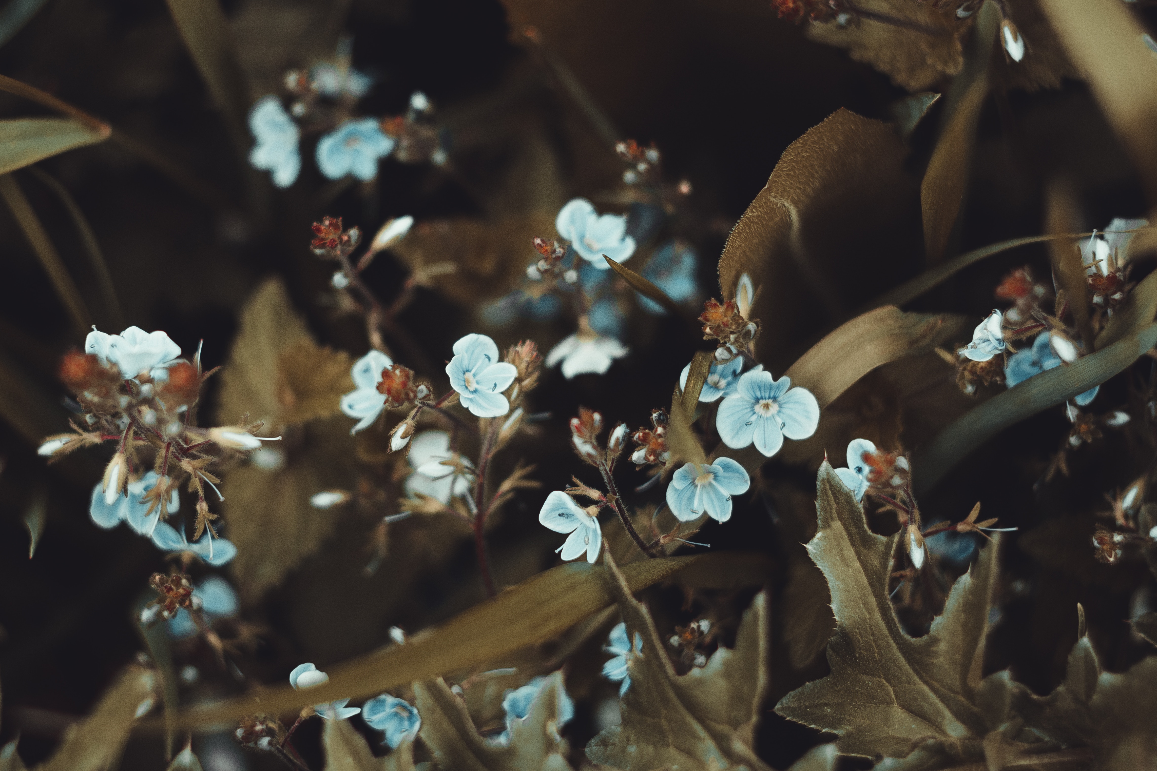 flowers, leaves, macro, bloom, flowering, small flowers 1080p