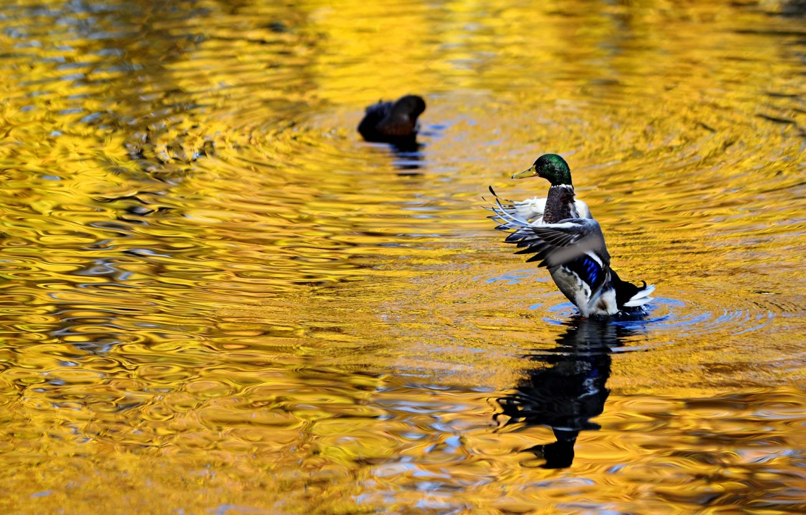 31451 Bildschirmschoner und Hintergrundbilder Ducks auf Ihrem Telefon. Laden Sie tiere, vögel, ducks, gelb Bilder kostenlos herunter