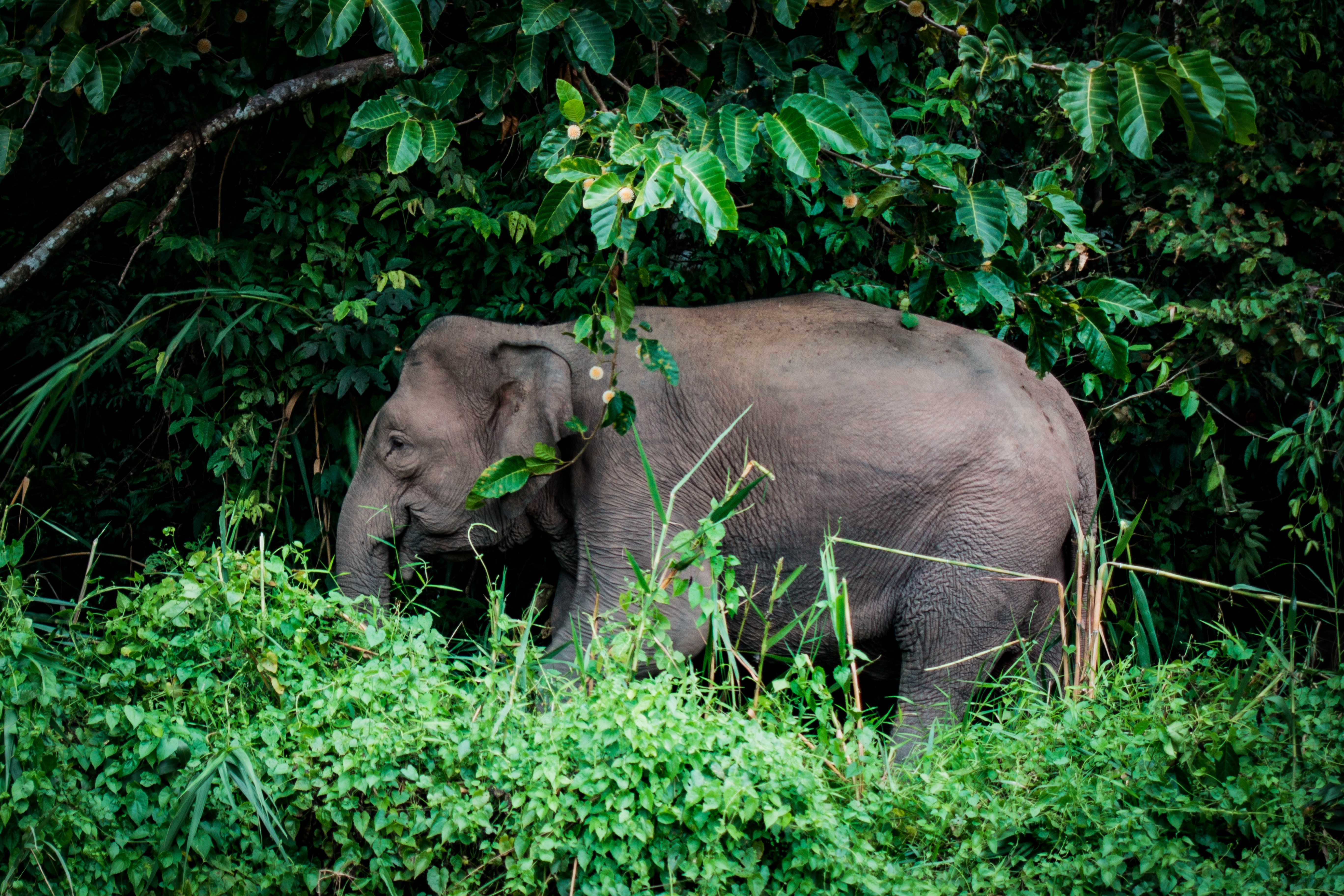 Laden Sie das Tiere, Bäume, Grass, Elefant, Elefanten-Bild kostenlos auf Ihren PC-Desktop herunter