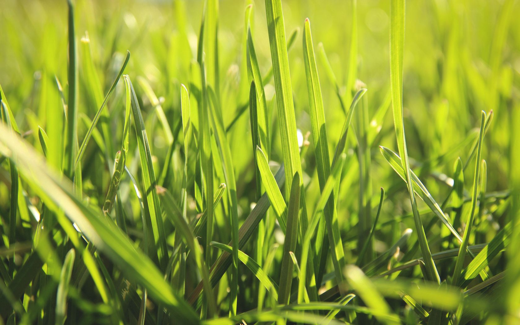 summer, grass, macro, shine, light, field wallpaper for mobile