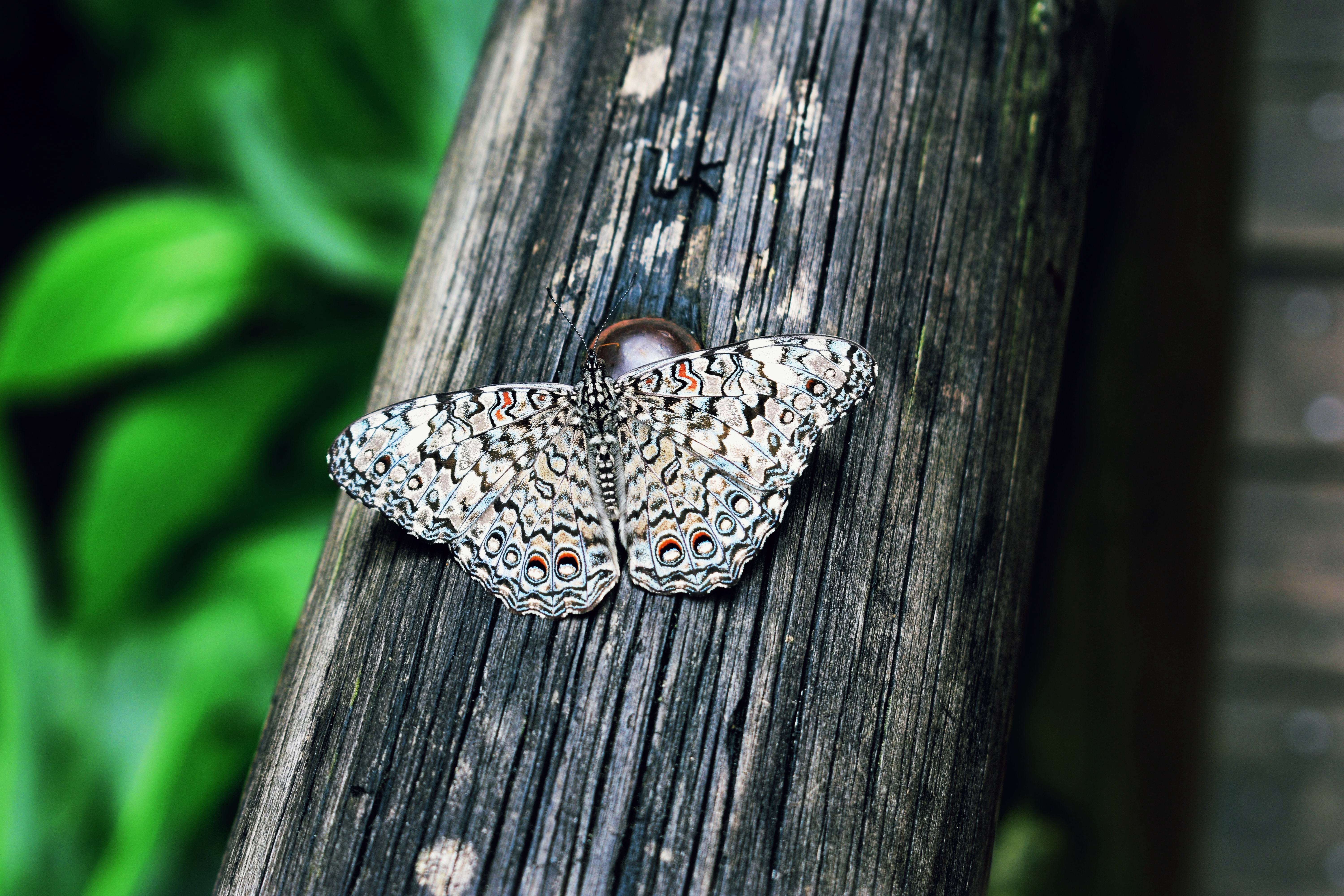 Mobile Wallpaper Butterfly spotted, lepidoptera, insect, spotty