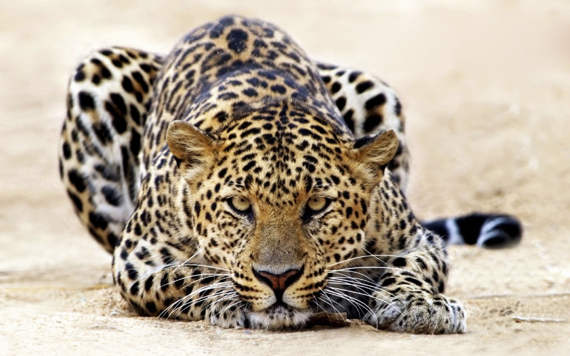 18303 Salvapantallas y fondos de pantalla Leopardos en tu teléfono. Descarga imágenes de animales gratis