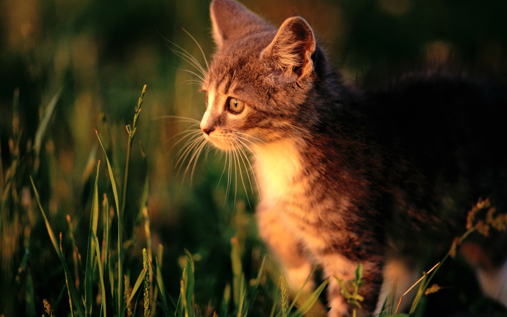 43478 Hintergrundbild herunterladen katzen, tiere - Bildschirmschoner und Bilder kostenlos
