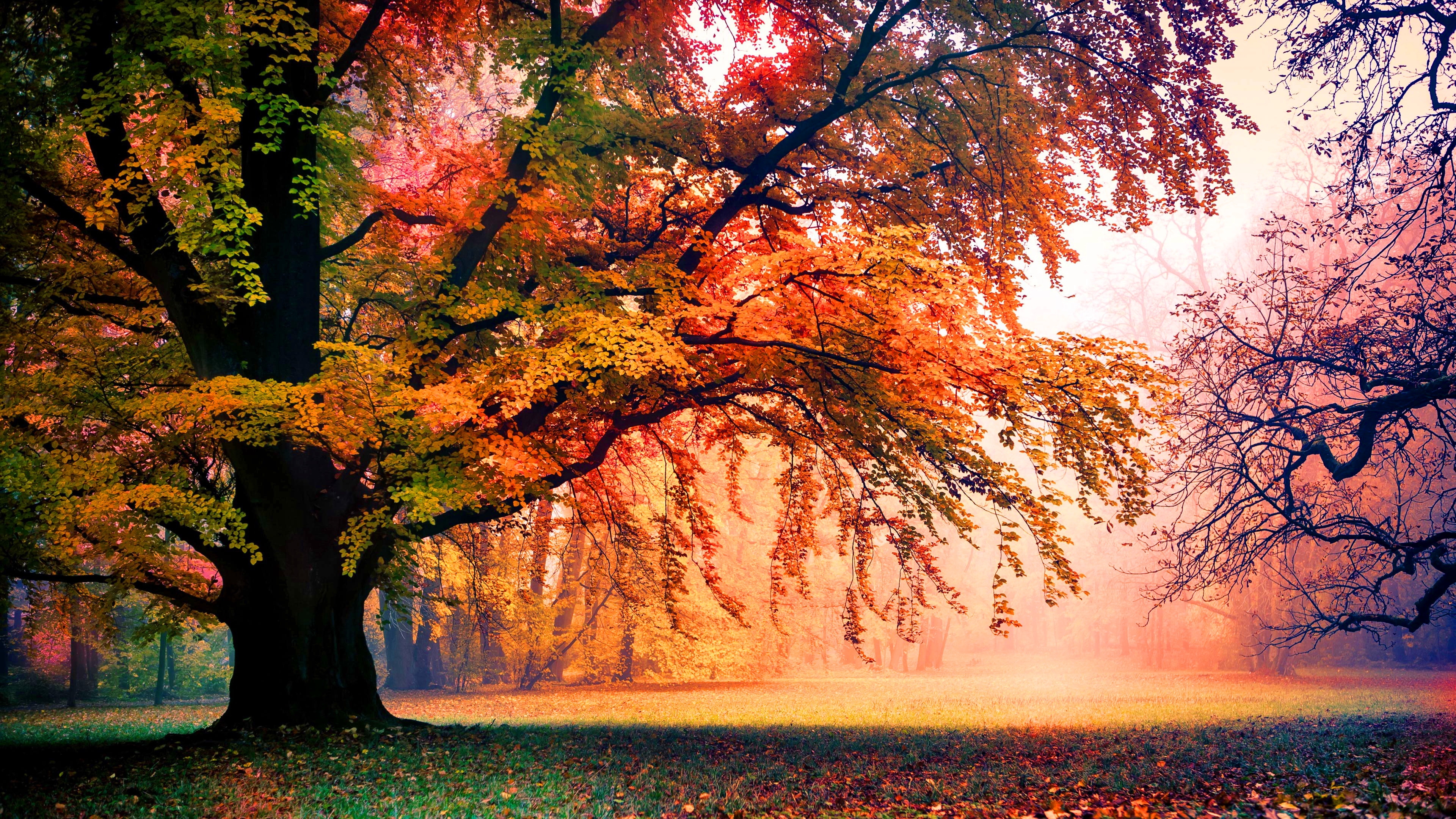397323 免費下載壁紙 自然, 树, 秋季, 雾, 公园, 树木 屏保和圖片