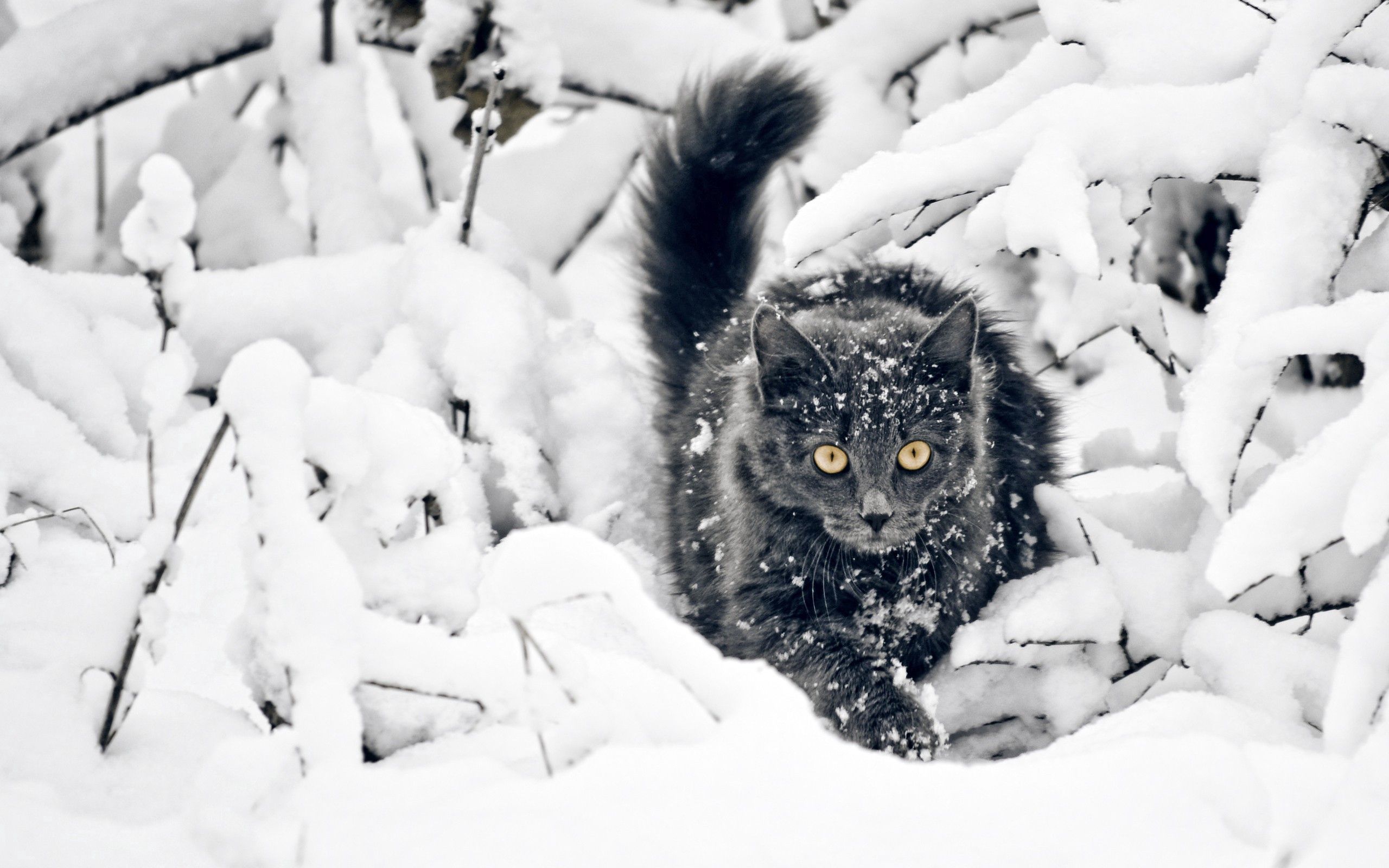 Laden Sie das Tiere, Schnee, Der Kater, Katze, Flauschige, Geäst, Zweige, Jagd-Bild kostenlos auf Ihren PC-Desktop herunter