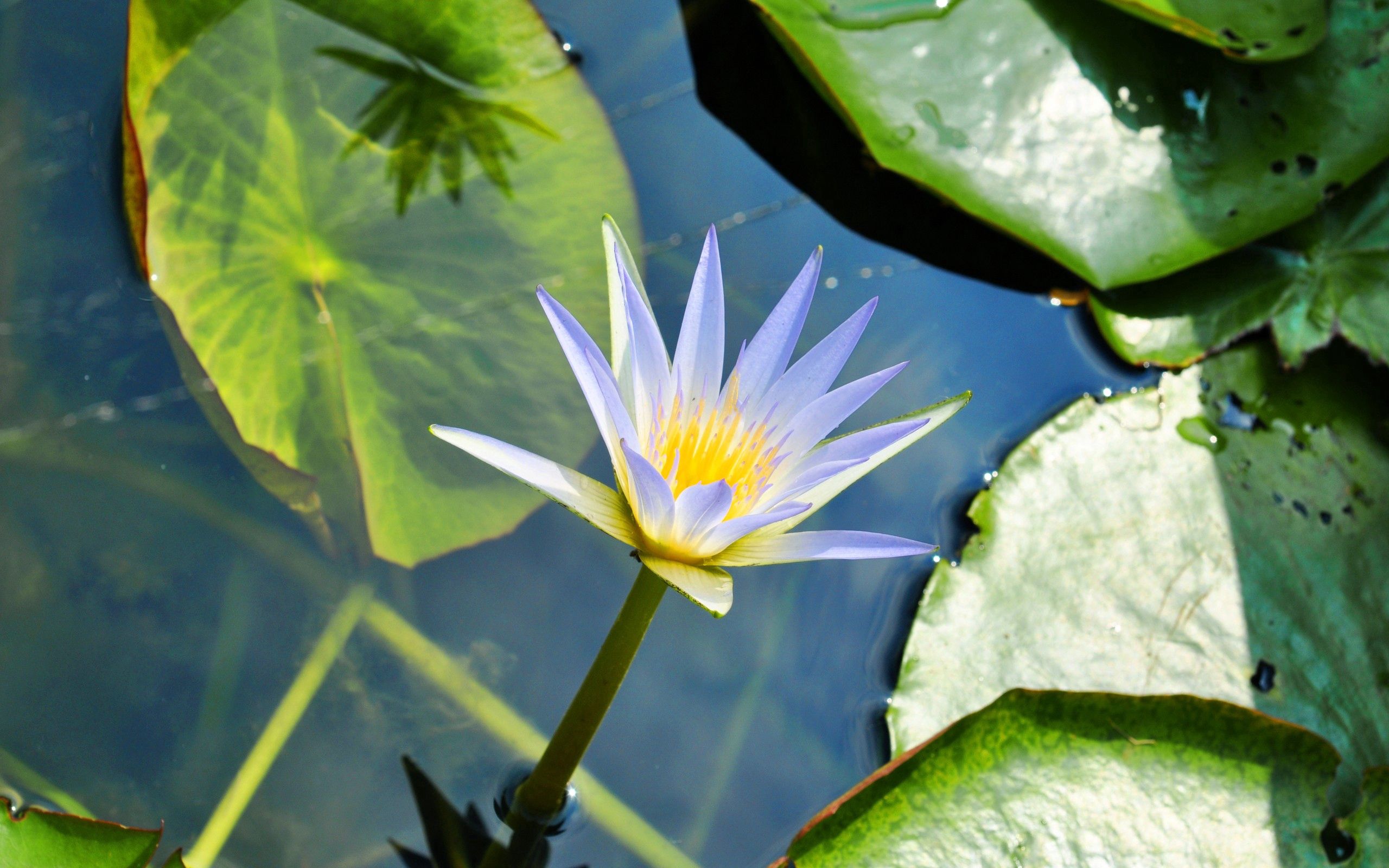 water lily, drops, flowers, water, leaves, swamp, greens for android