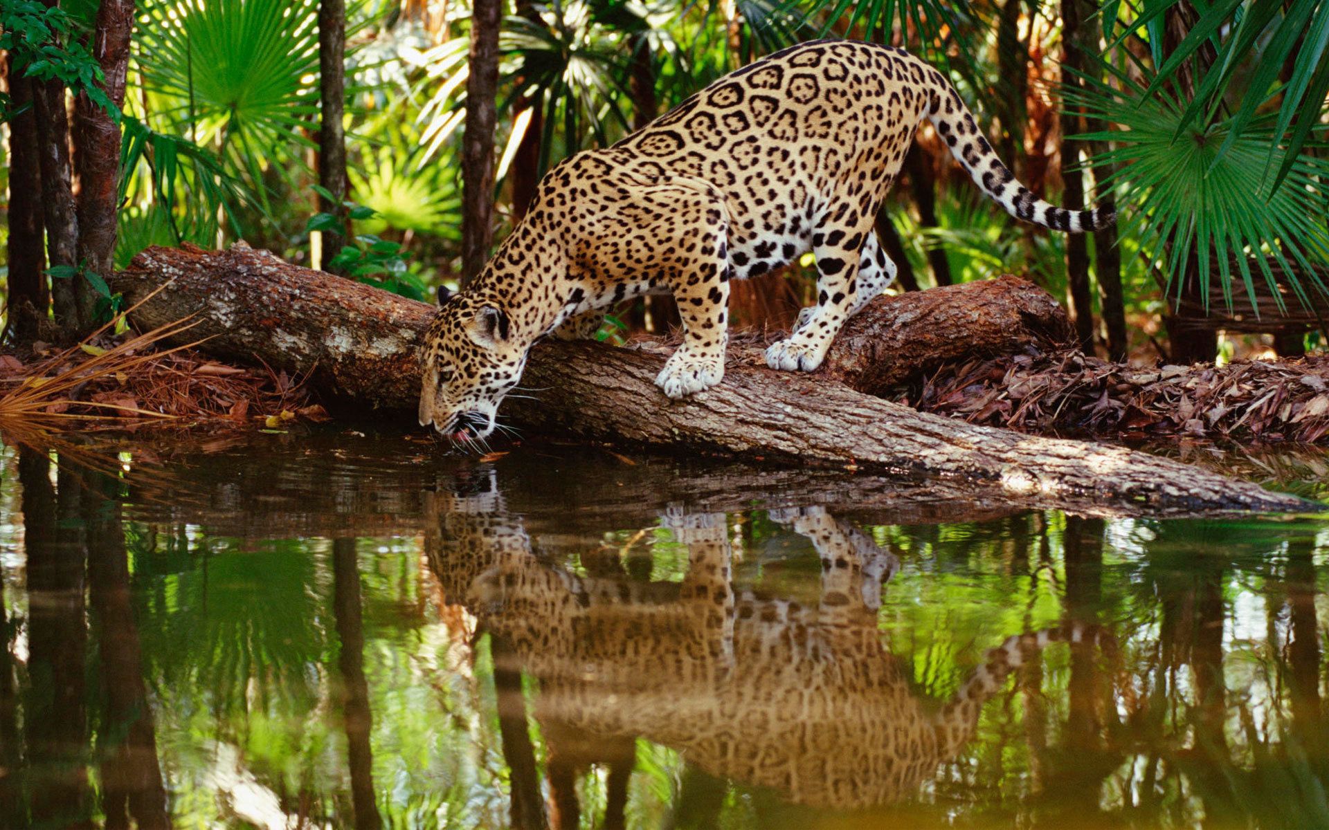 jaguar, predator, animals, water, trees, reflection, forest, big cat, drink, thirst