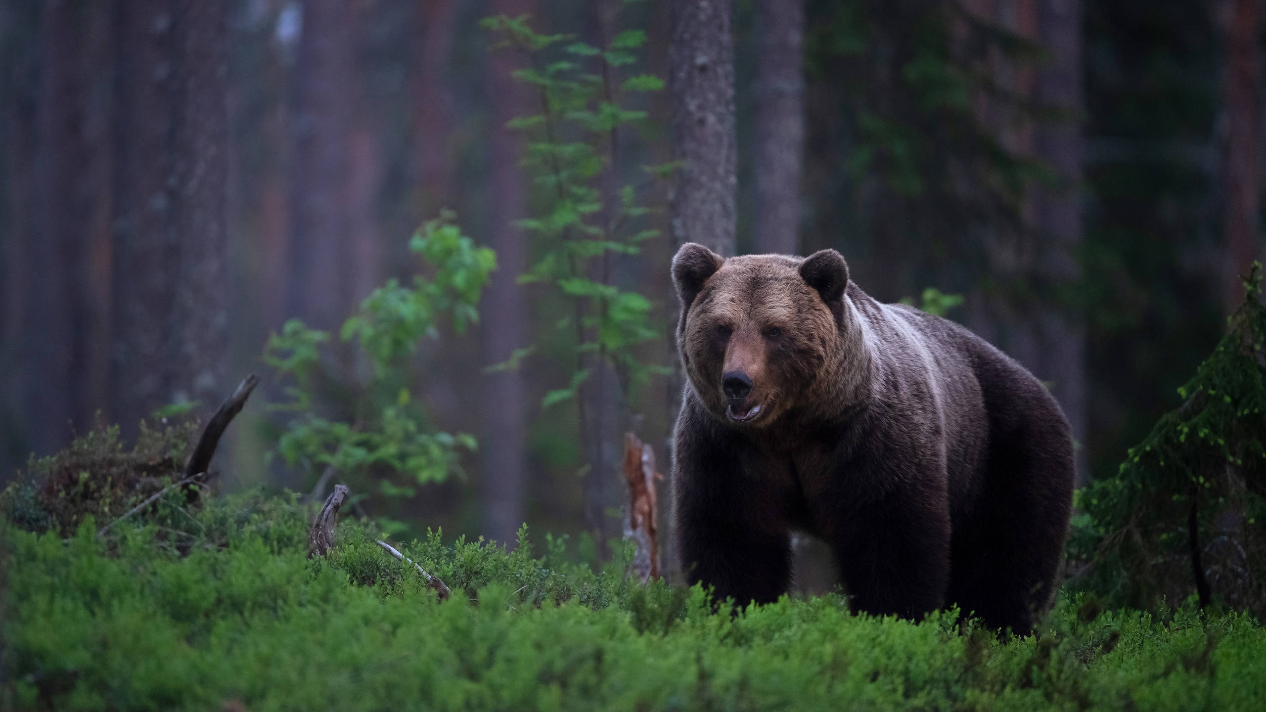 Бурый медведь в лесу