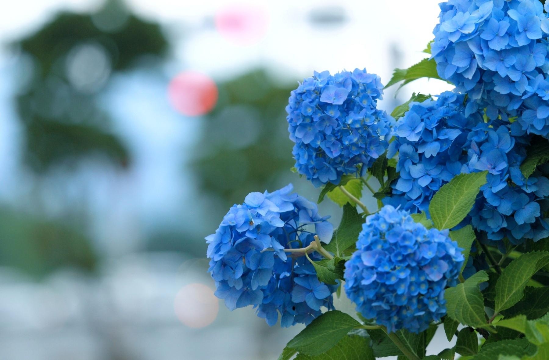 お使いの携帯電話の96280スクリーンセーバーと壁紙紫陽花。 フラワーズ, 青, 青い, 咲くの写真を無料でダウンロード