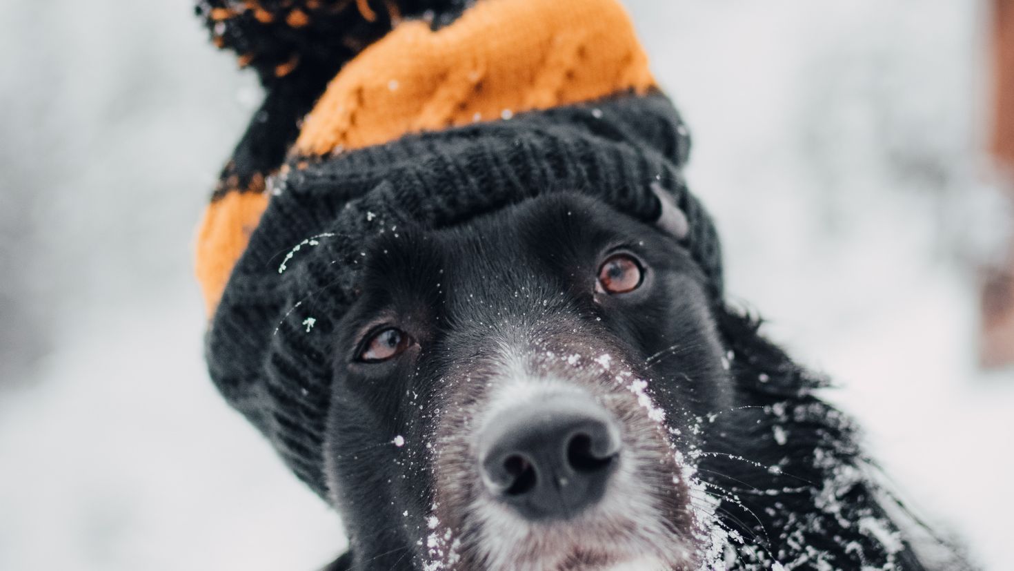 Собачья морда в снегу
