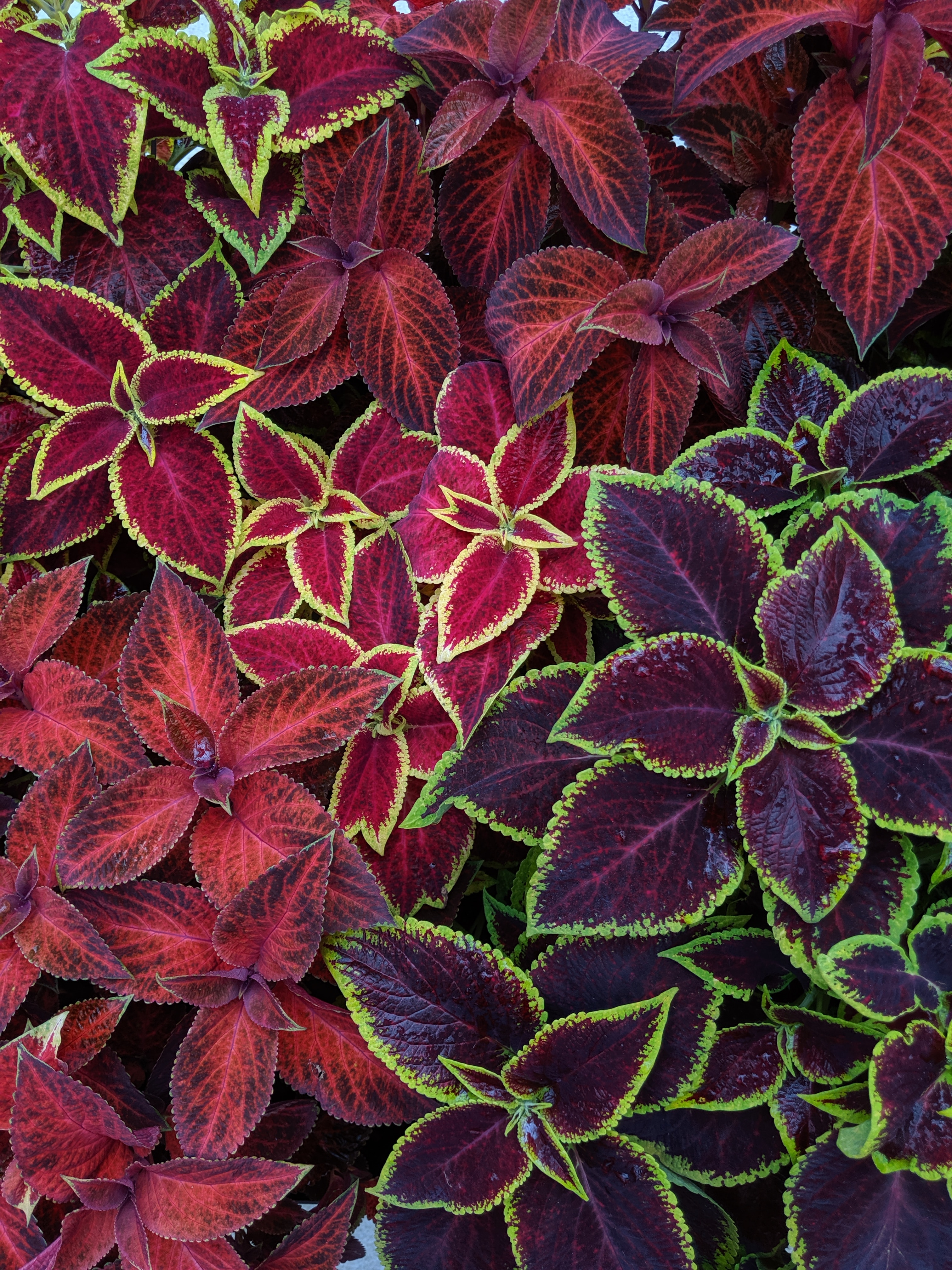 plants, multicolored, leaves, macro, motley, surface Aesthetic wallpaper