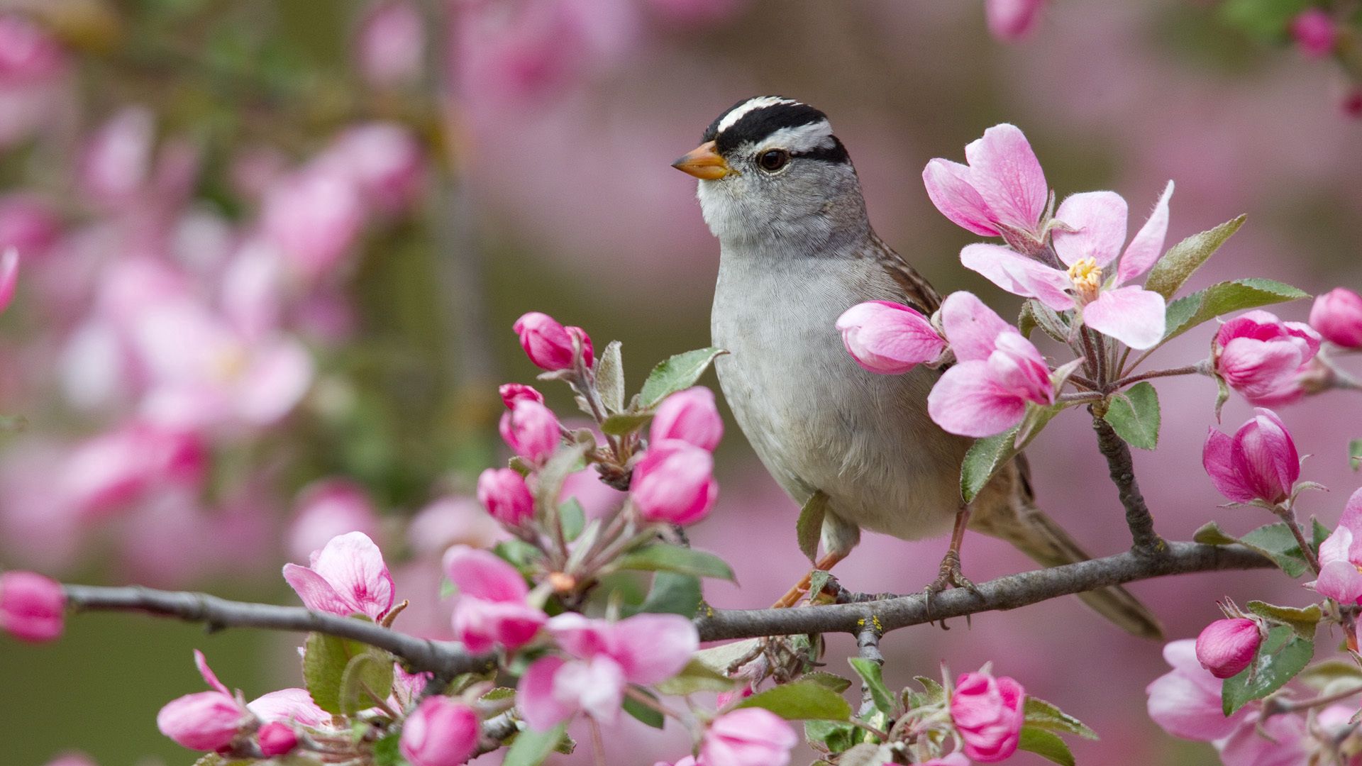 59081 download wallpaper bird, animals, flowers, sparrow, branches, bloom, flowering screensavers and pictures for free