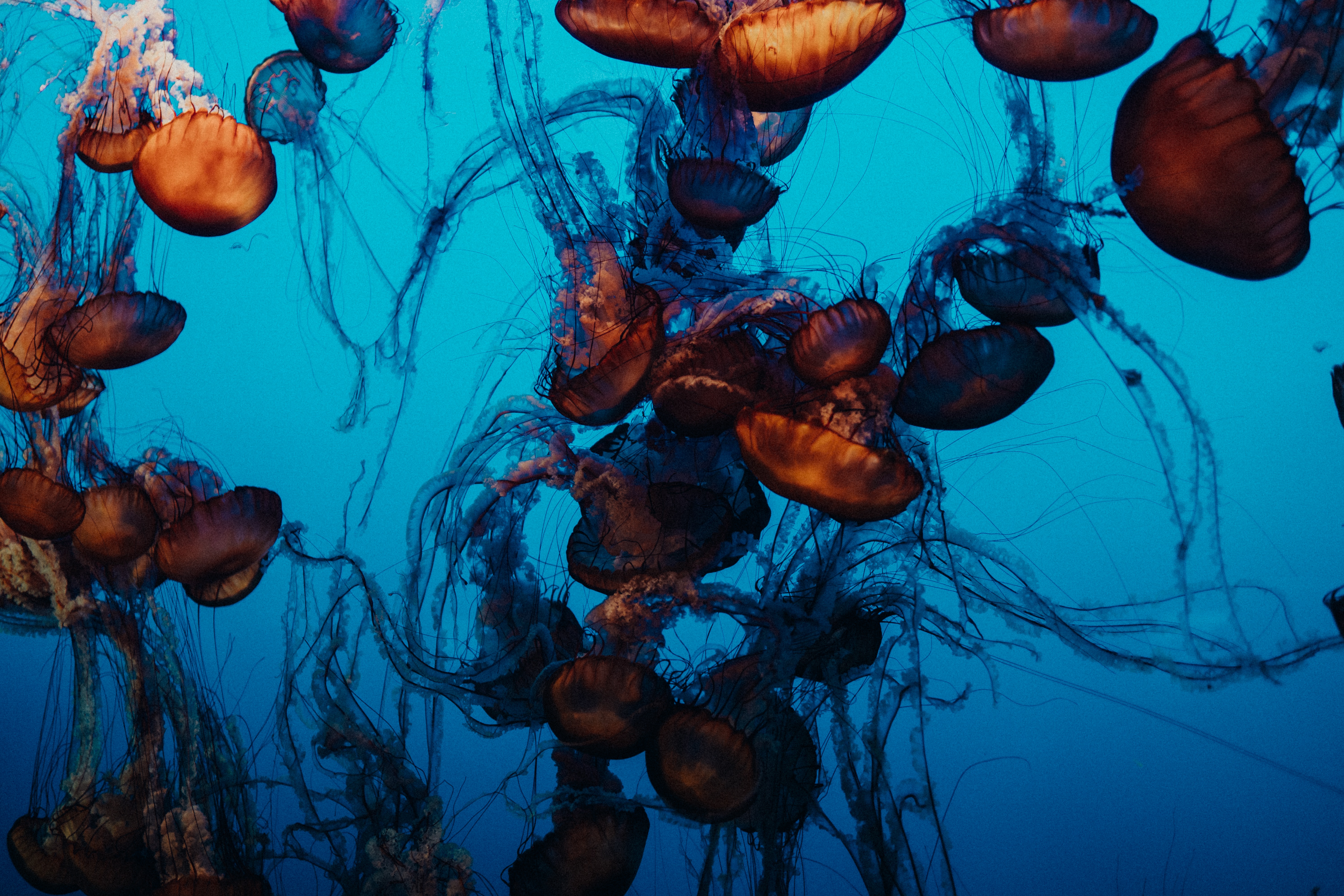 Widescreen image jellyfish, tentacles, water, swimming