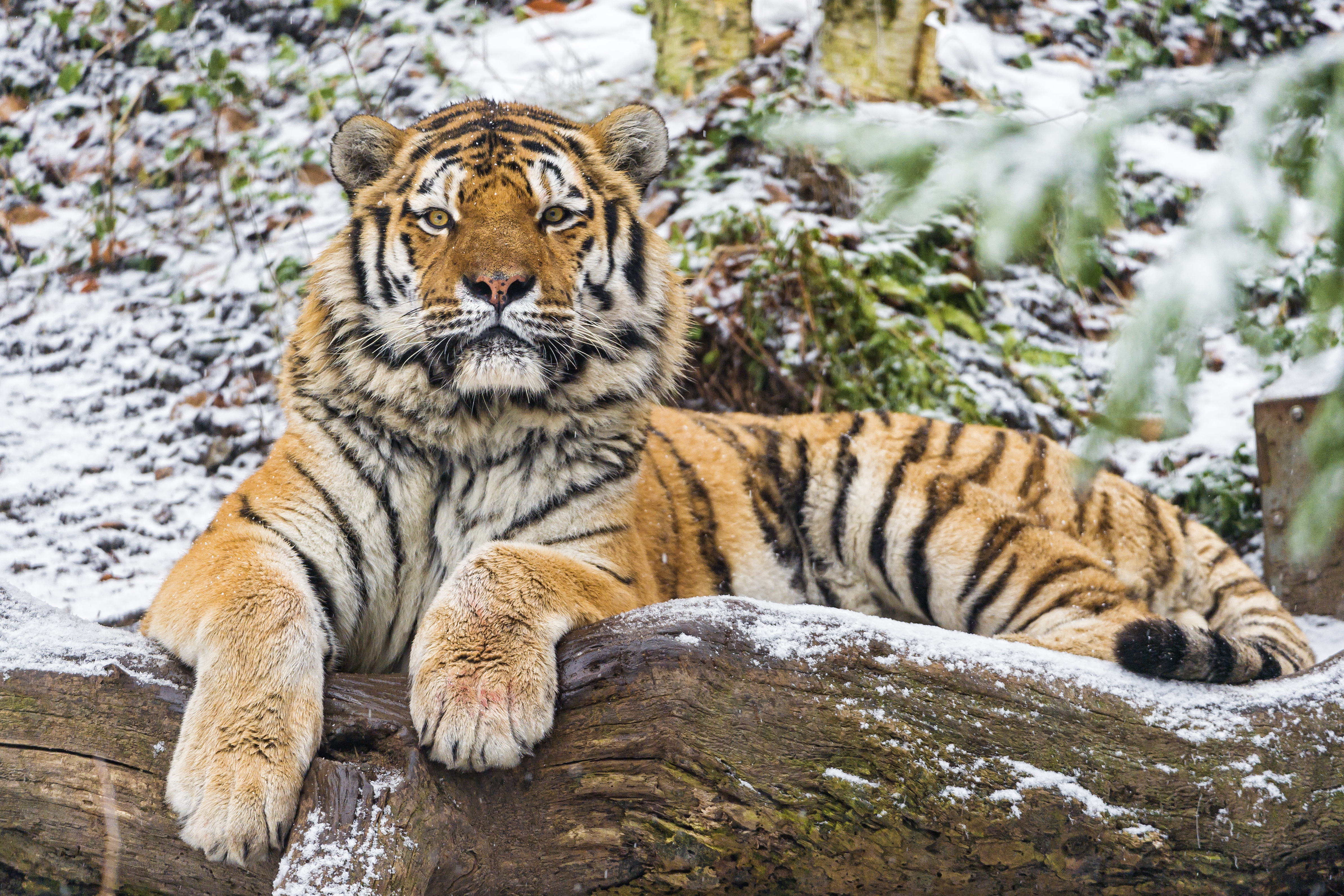 105856 Bild herunterladen raubtier, tiere, predator, big cat, große katze, amur-tiger - Hintergrundbilder und Bildschirmschoner kostenlos