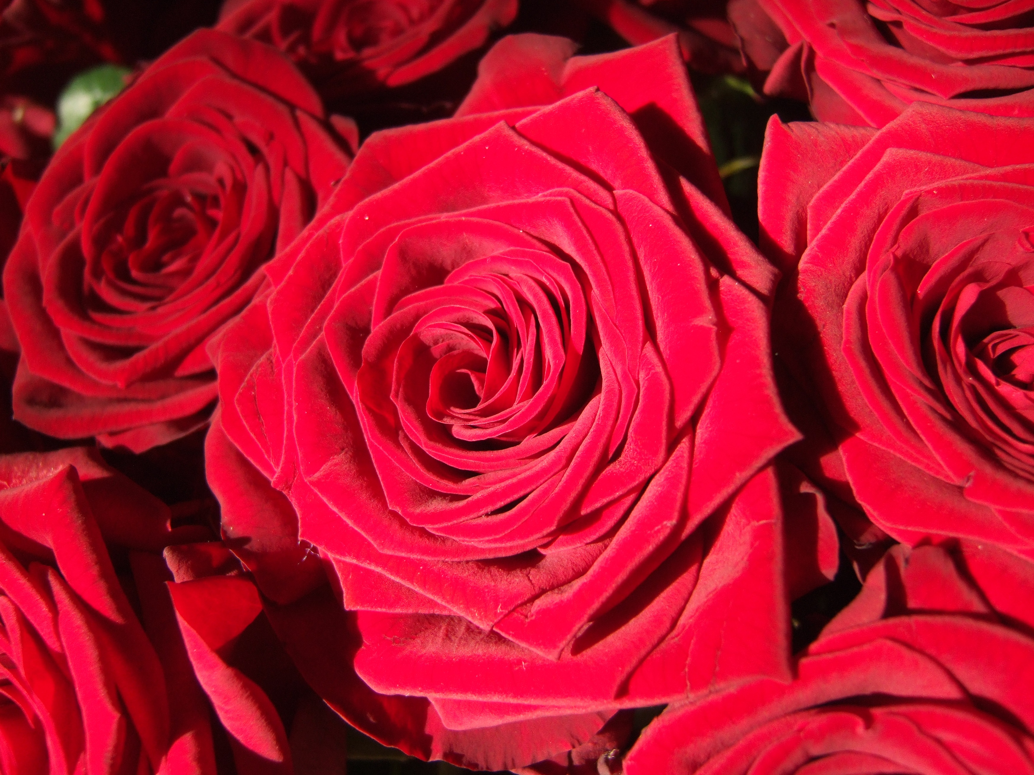 rose, flowers, red, rose flower, petals, bud, close-up HD wallpaper