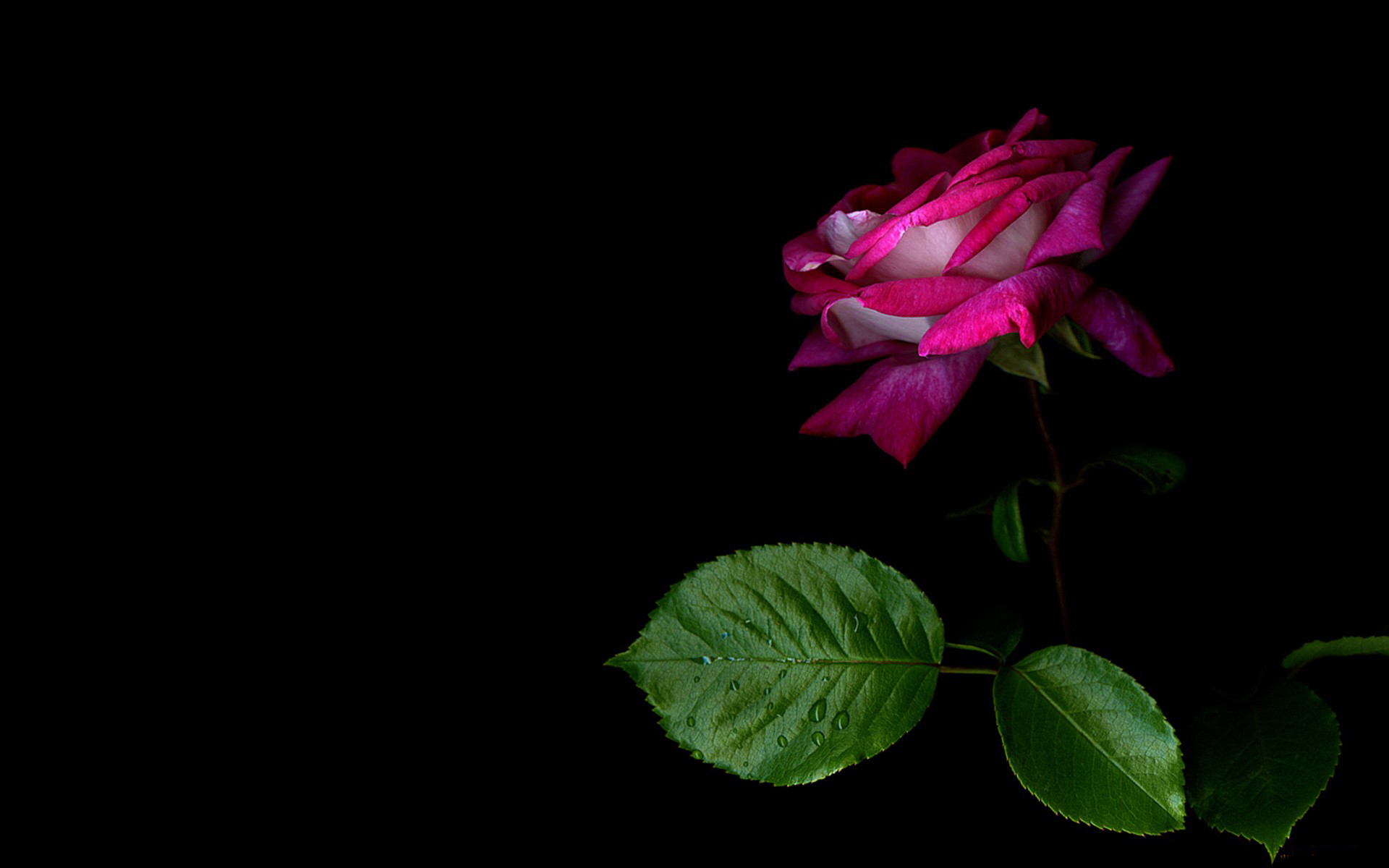 Free HD, 4K, 32K, Ultra HD rose, flowers, pink rose, earth