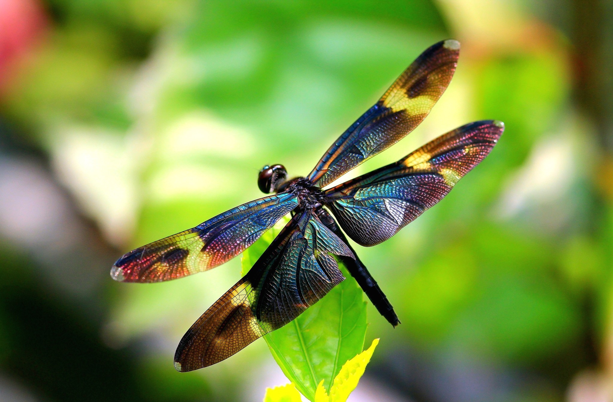 dragonfly, animal, insects HD wallpaper