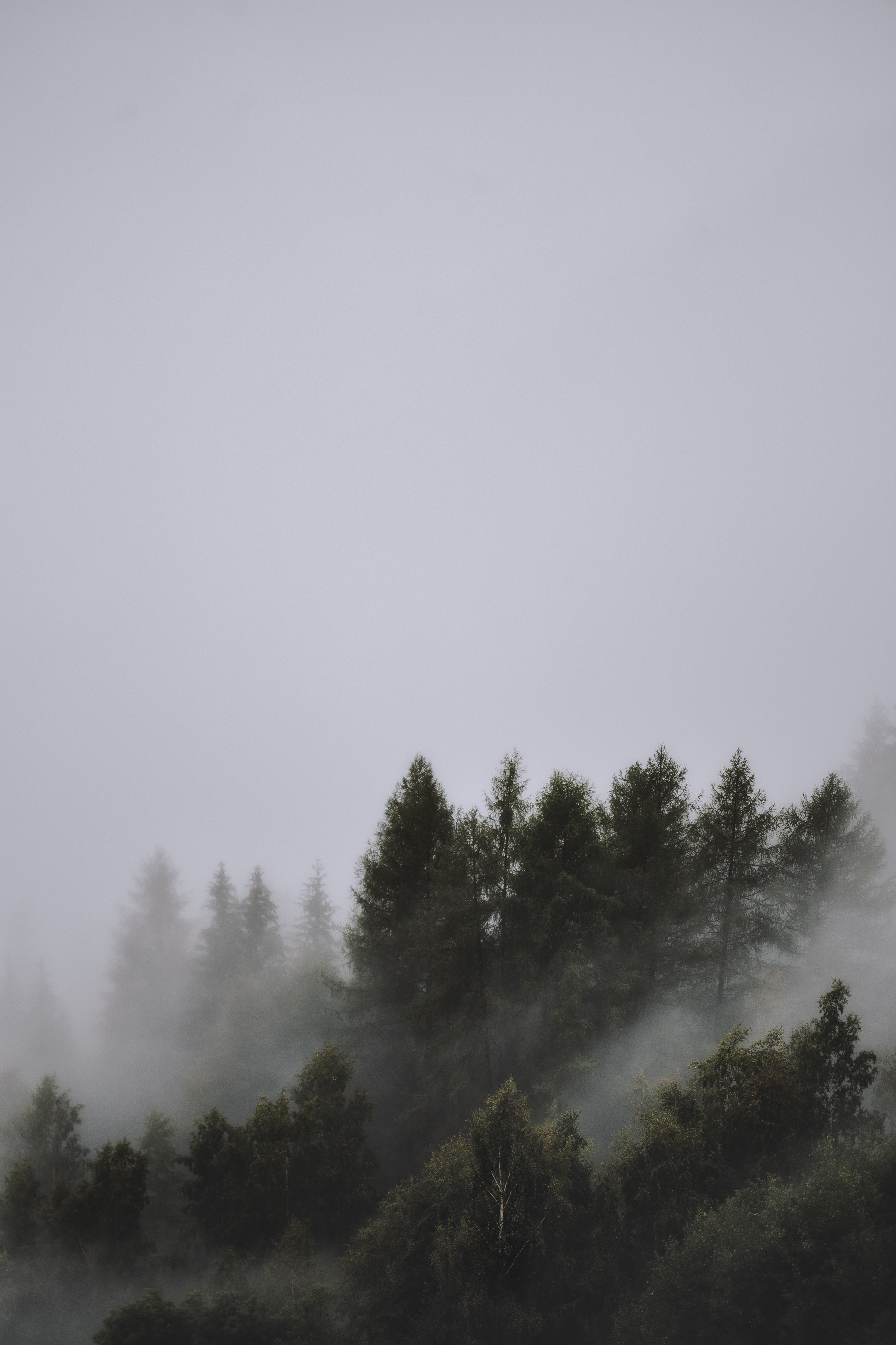 nature, trees, sky, top, fog, tops 2160p