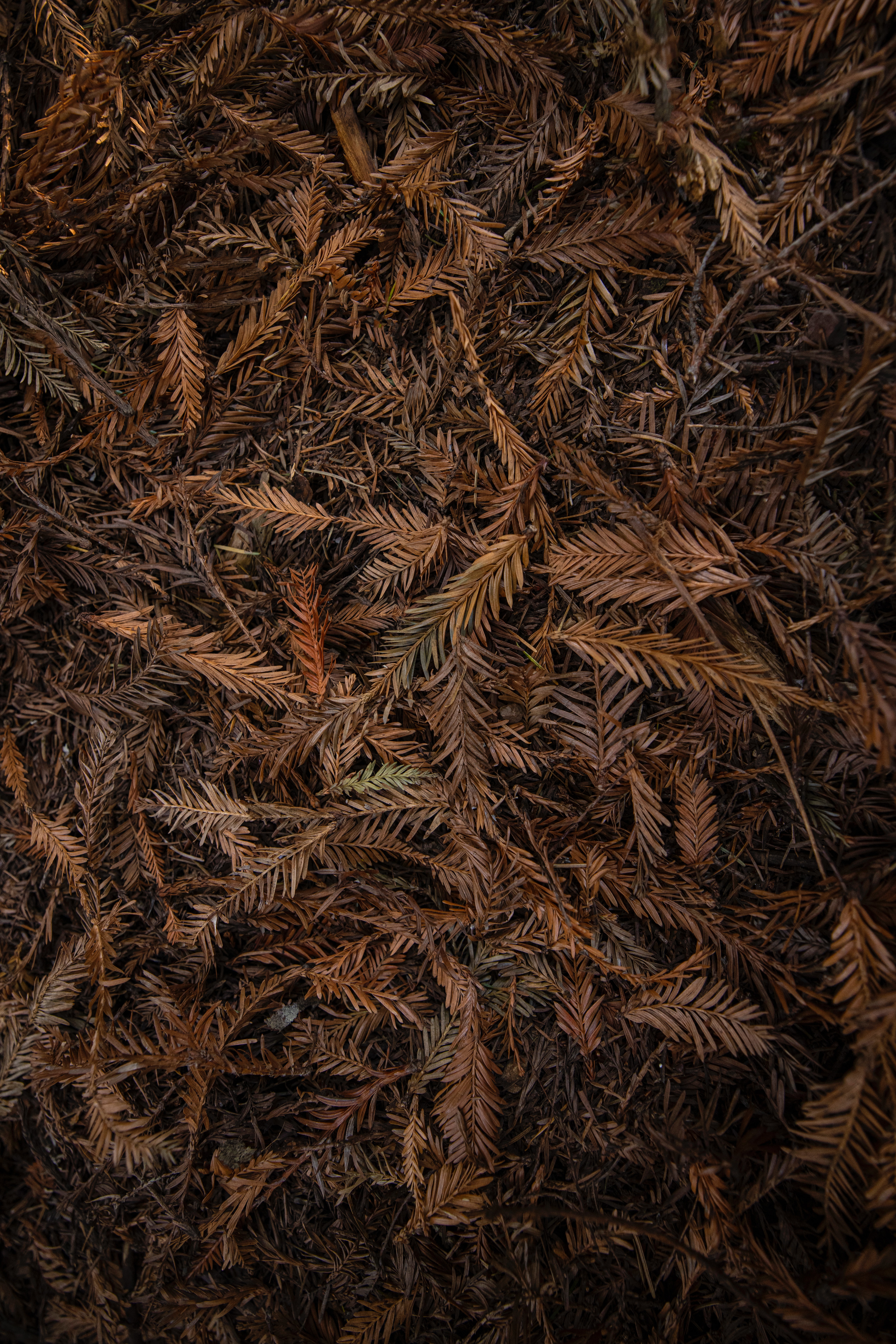 HD wallpaper brown, leaves, macro, dry