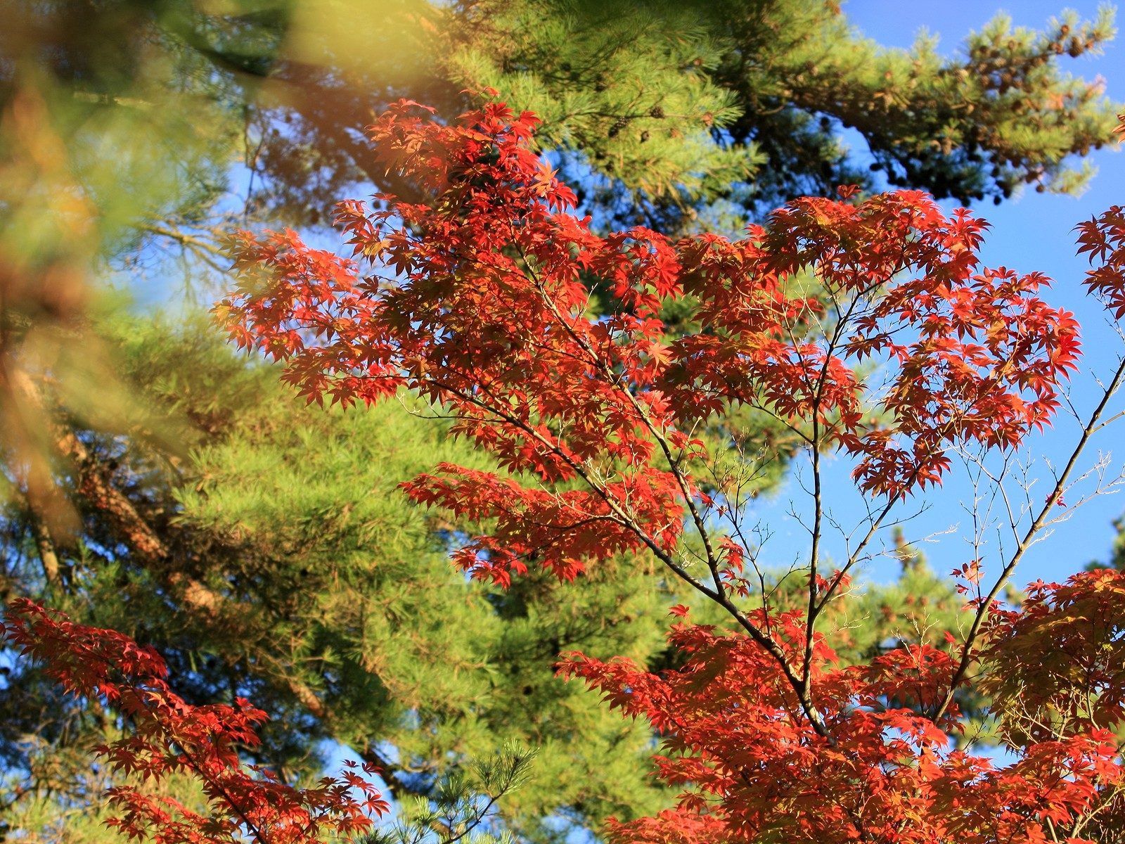 Laden Sie das Baum, Natur, Herbst, Blätter, Holz-Bild kostenlos auf Ihren PC-Desktop herunter