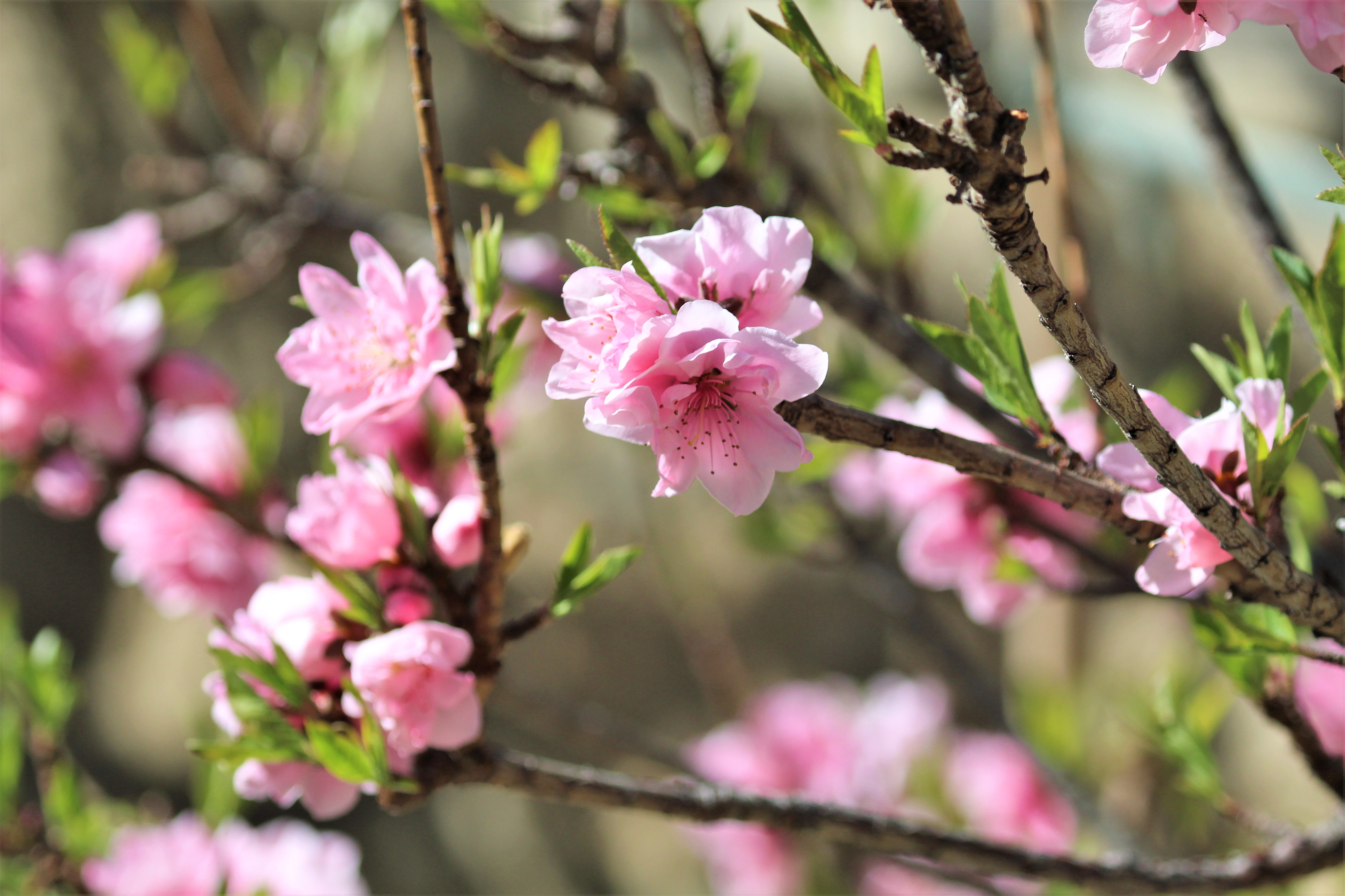 117889 Protetores de tela e papéis de parede Sakura em seu telefone. Baixe ramos, primavera, galhos, flores fotos gratuitamente