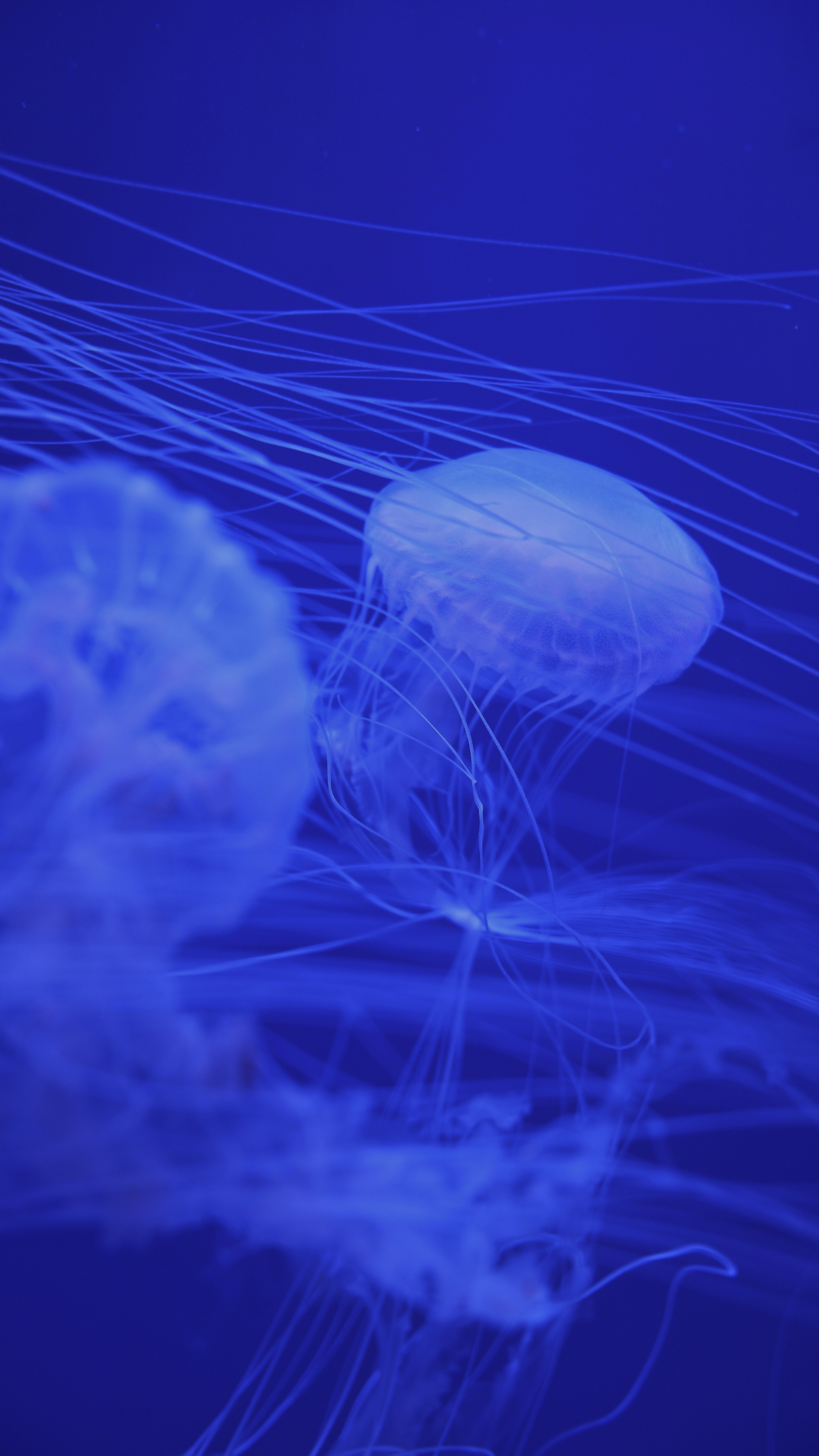 jellyfish, blue, creatures, animals Ultrawide Wallpapers