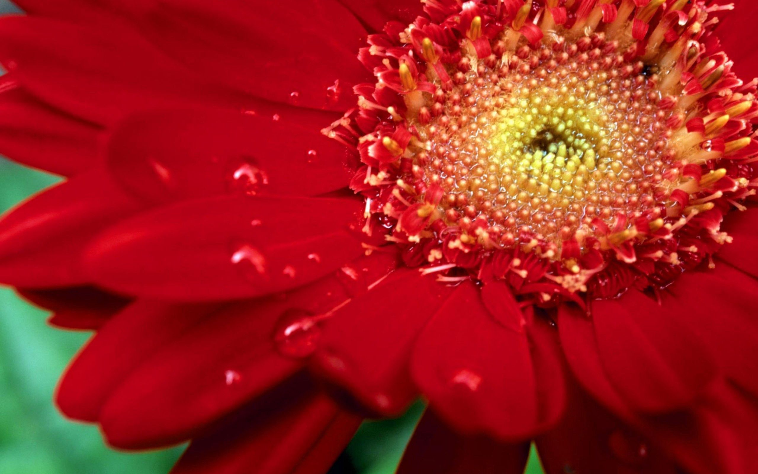 Laden Sie das Blume, Drops, Makro, Blütenblätter-Bild kostenlos auf Ihren PC-Desktop herunter