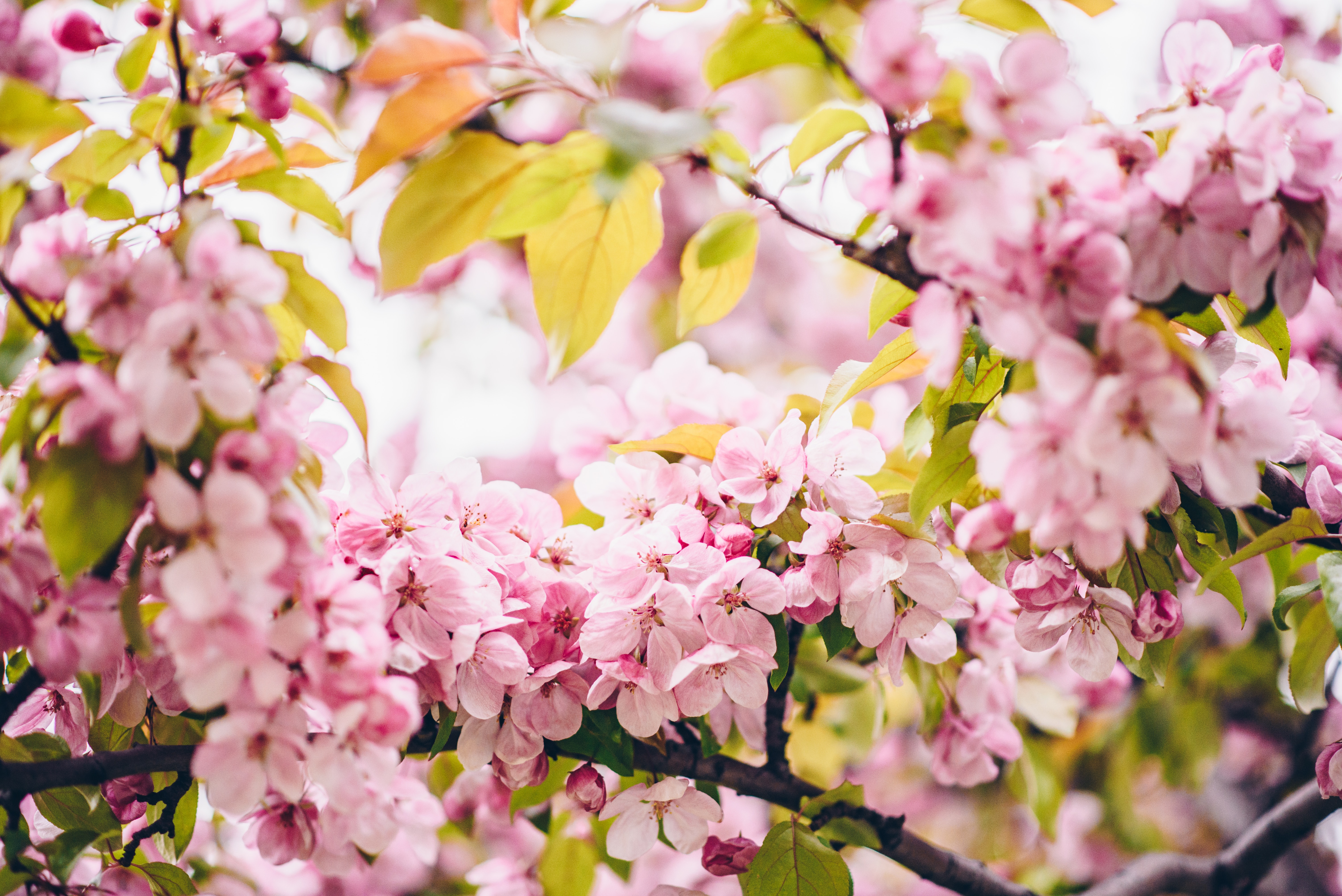 106094 завантажити шпалери весна, квіти, гілки, відділень, цвітіння, рожевий - заставки і картинки безкоштовно