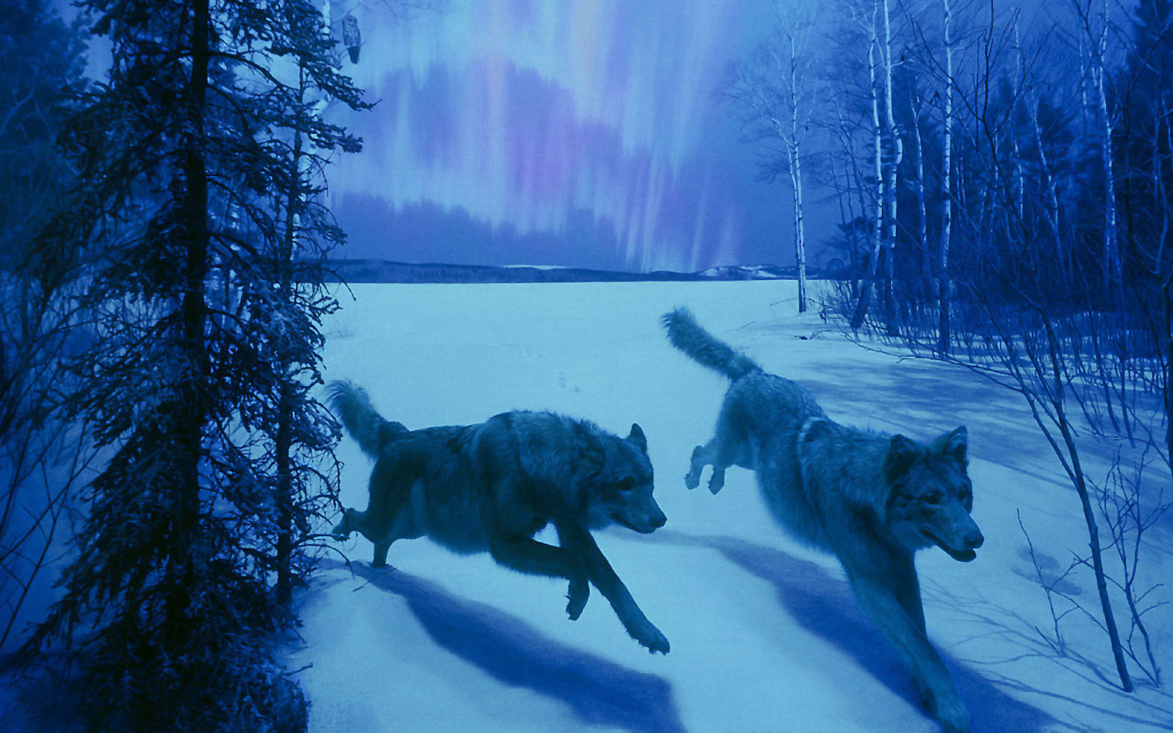 High Definition wallpaper nature, wolves, wolf