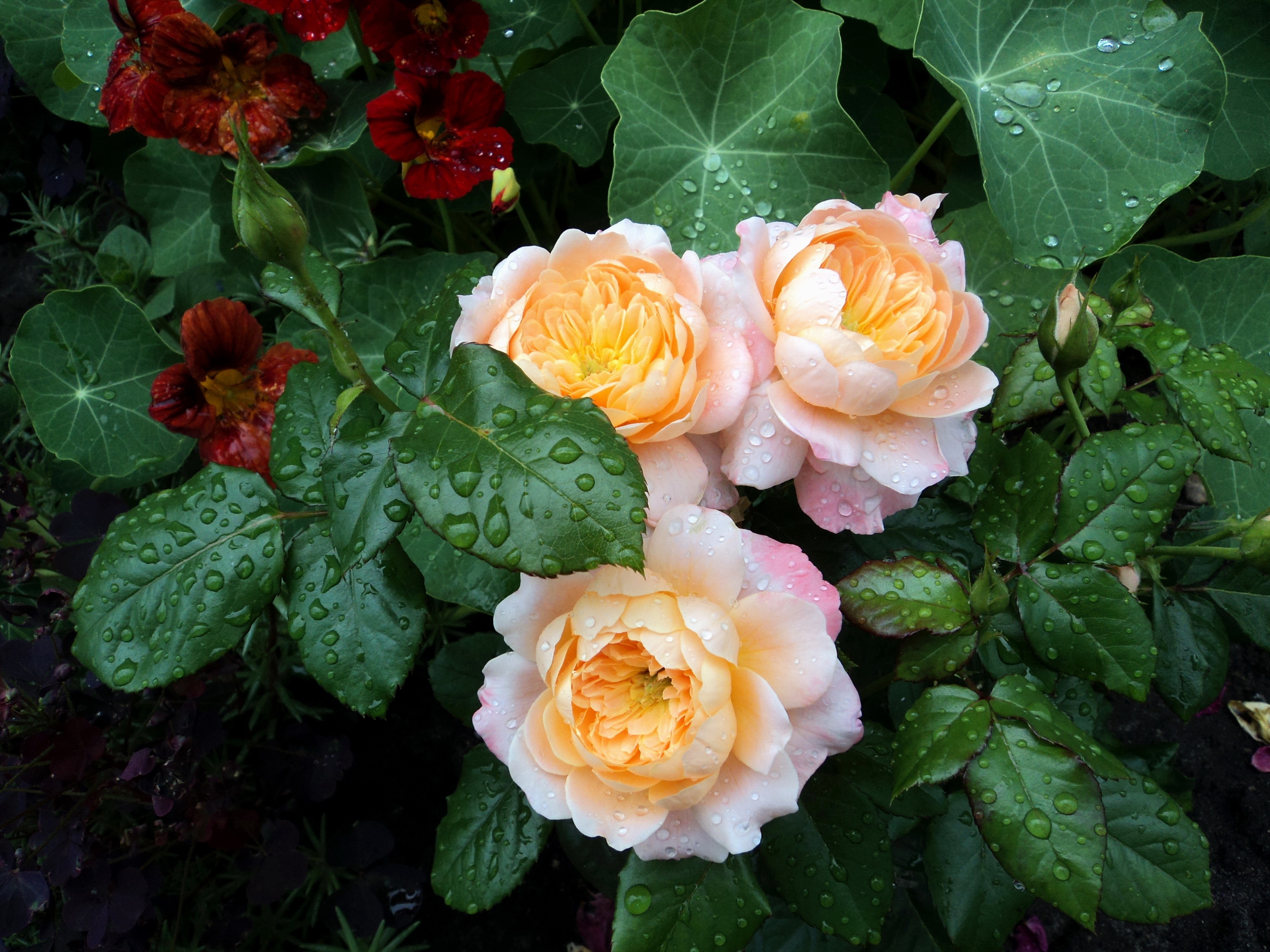 Download mobile wallpaper Roses, Flowers, Drops, Bush, Greens, Freshness for free.