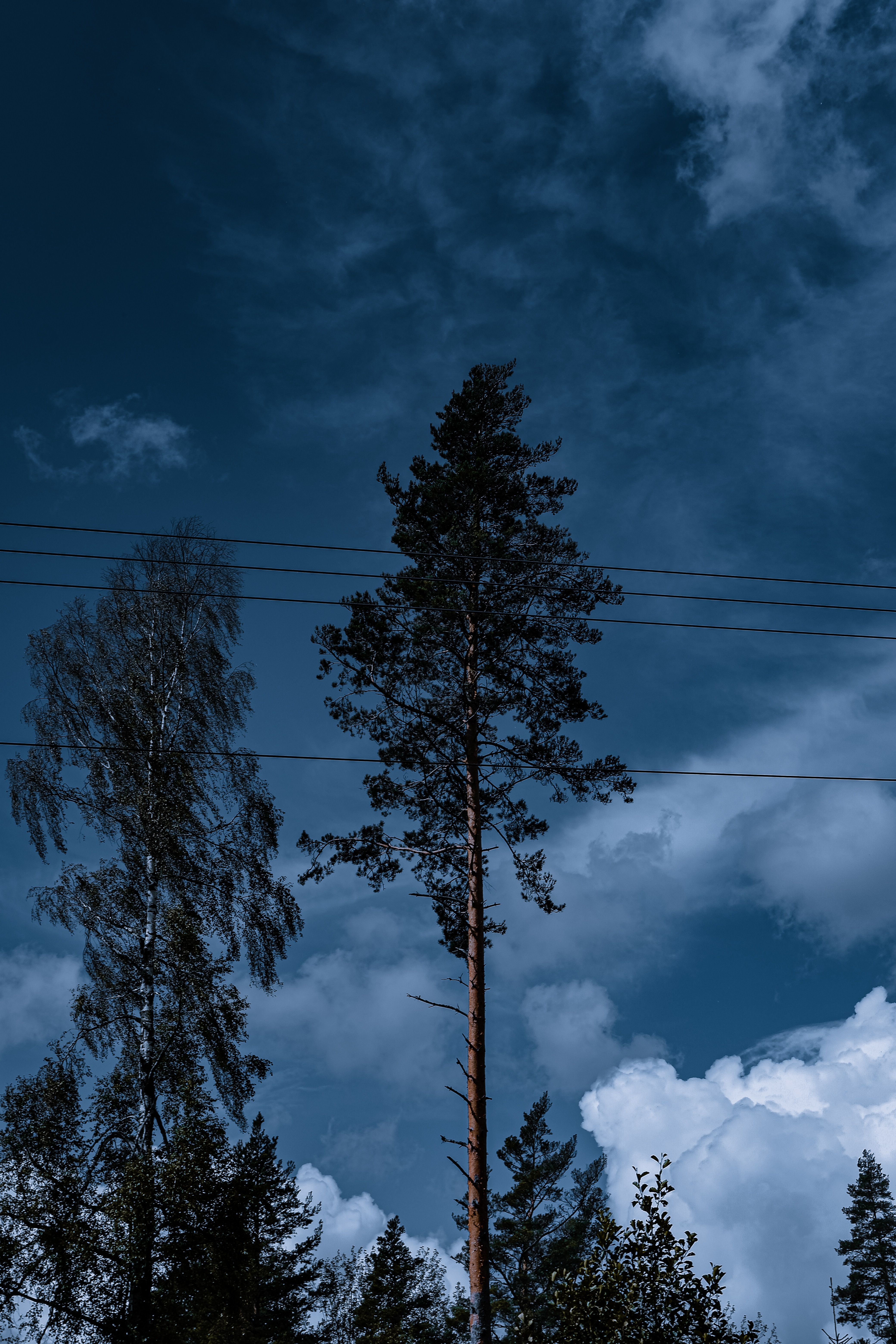trees, wire, nature, clouds Ultrawide Wallpapers