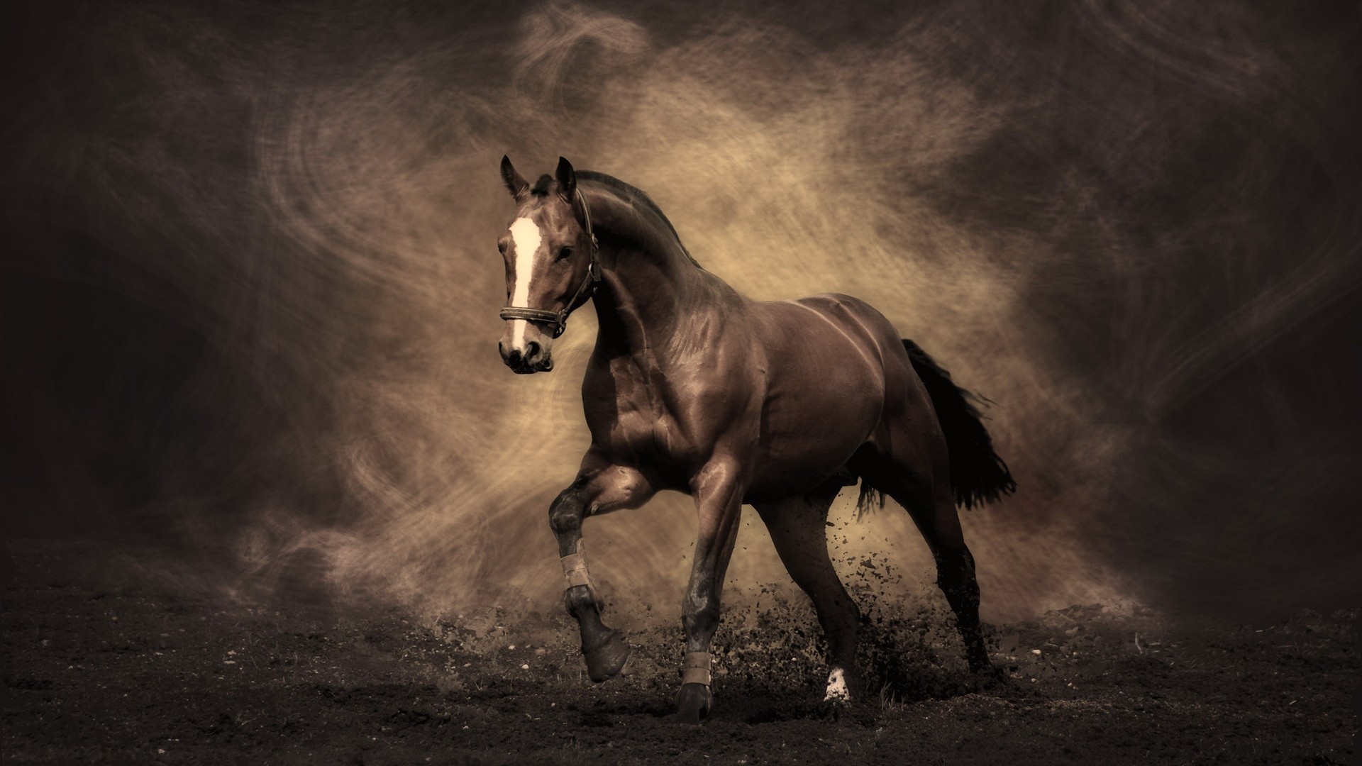 horses, animals, orange Free Stock Photo