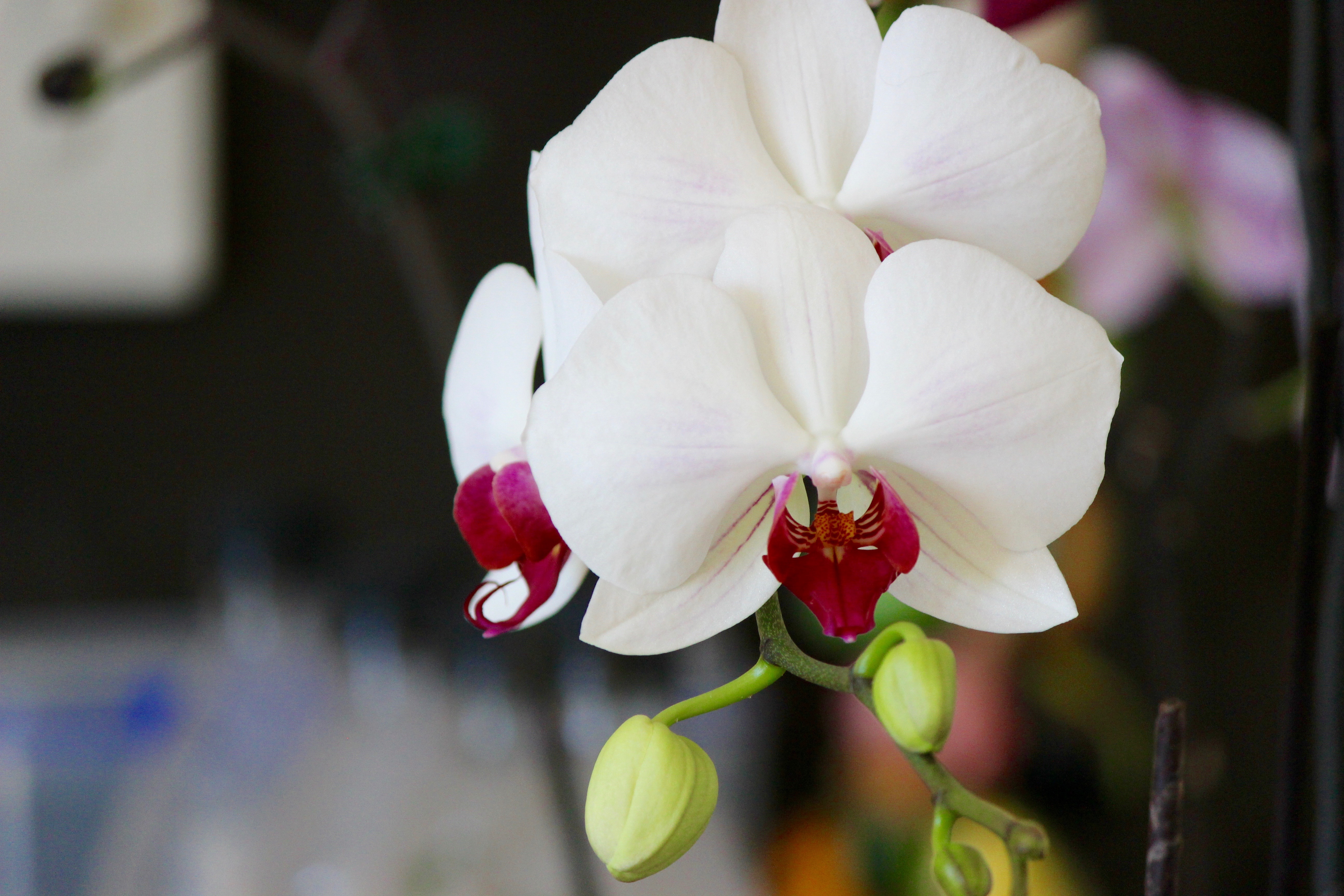 156463 Protetores de tela e papéis de parede Flor em seu telefone. Baixe pétalas, botão, orquídea, flores fotos gratuitamente