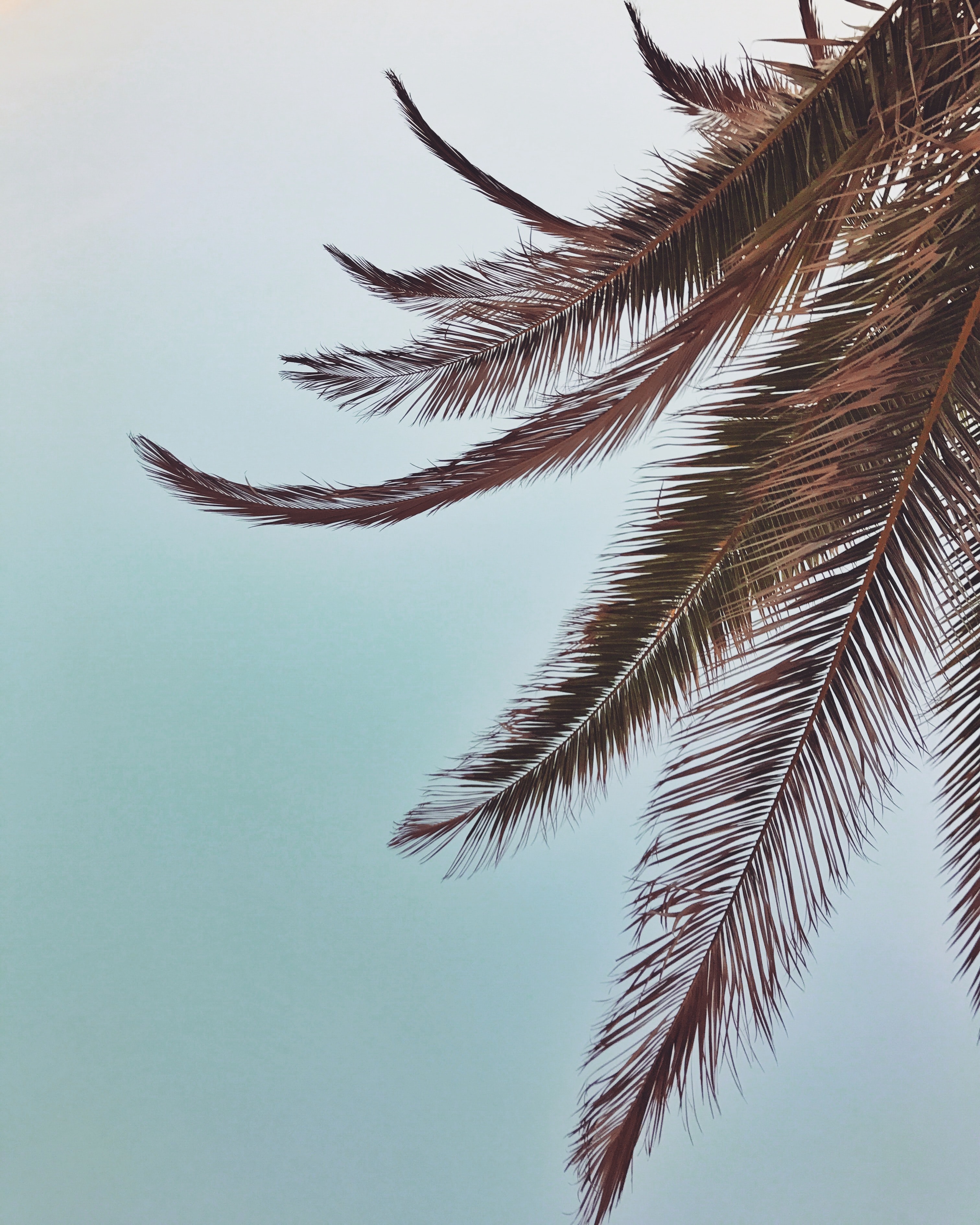 154031 Bildschirmschoner und Hintergrundbilder Tropischen auf Ihrem Telefon. Laden Sie geäst, tropisch, palm, sky Bilder kostenlos herunter
